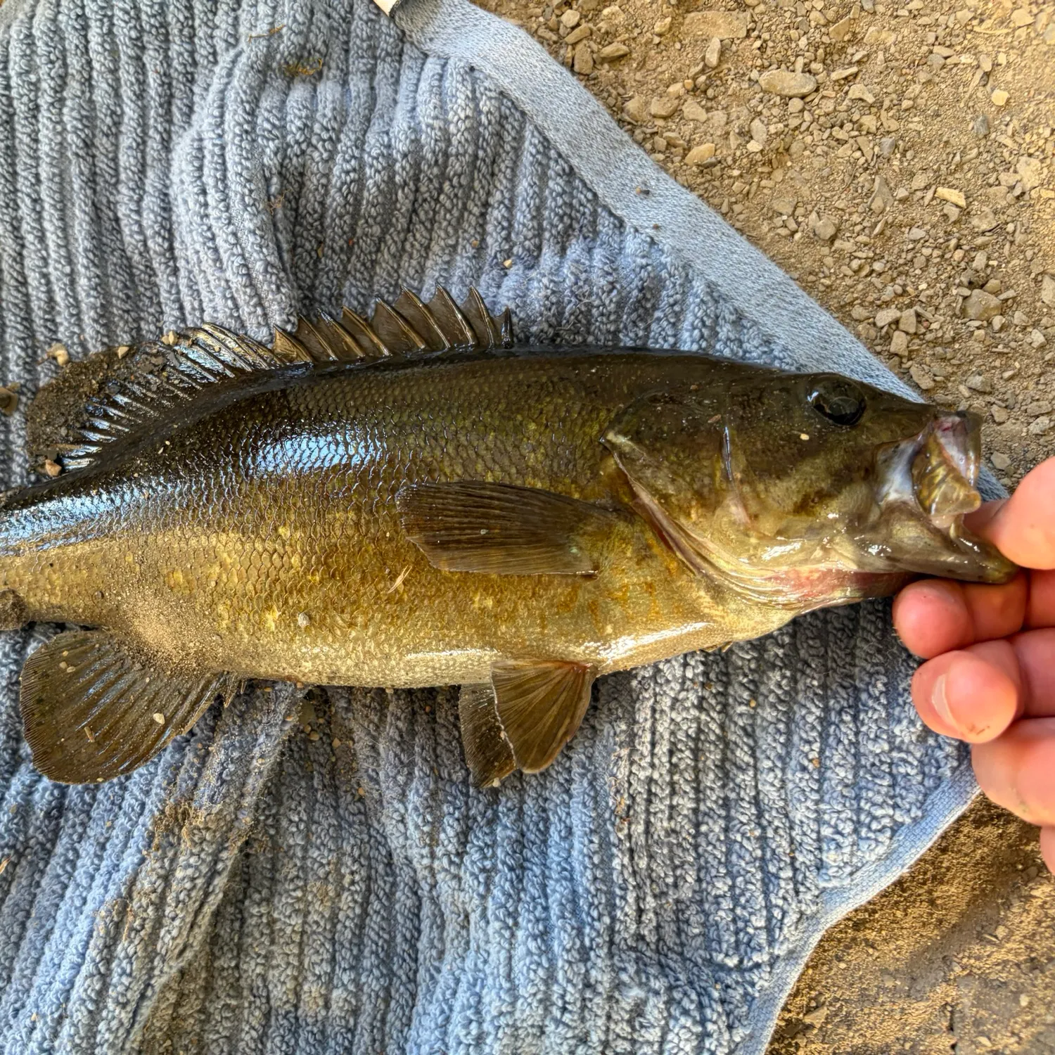 Smallmouth bass caught on Fishbrain