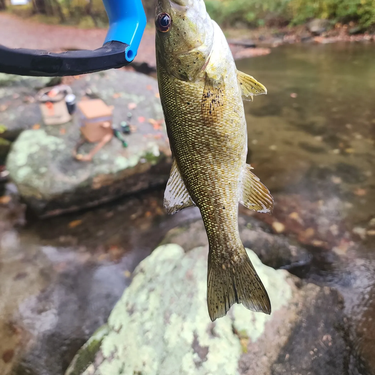 Smallmouth bass caught on Fishbrain
