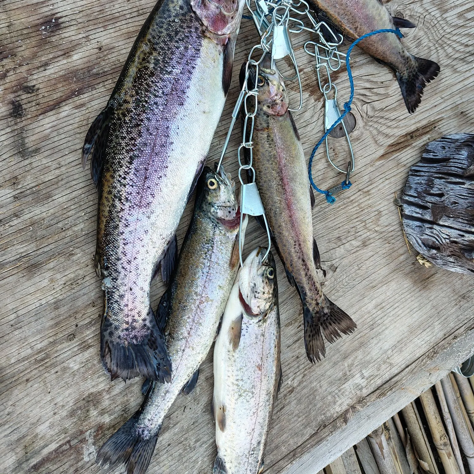 recently logged catches