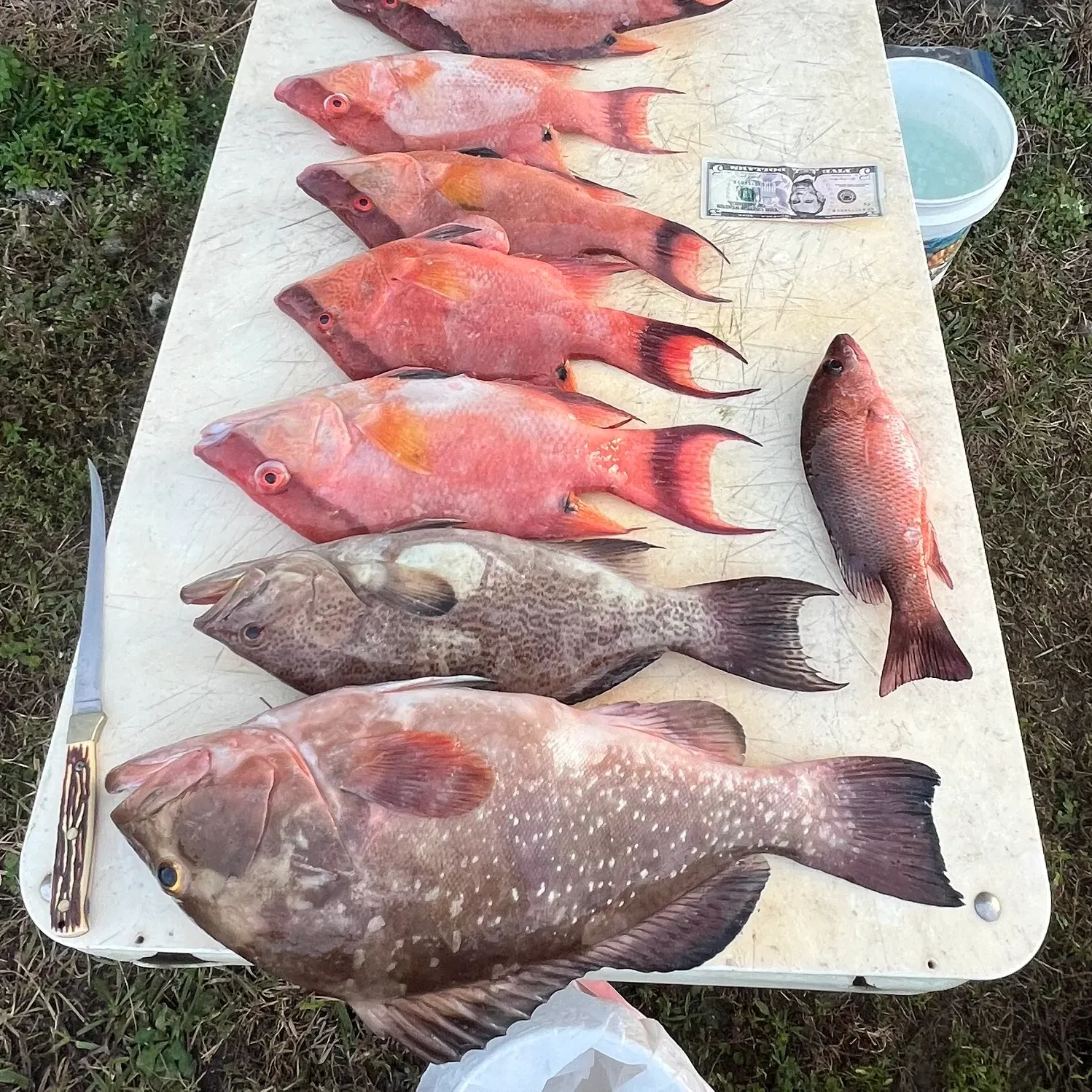 The most recent Scamp grouper catches on Fishbrain
