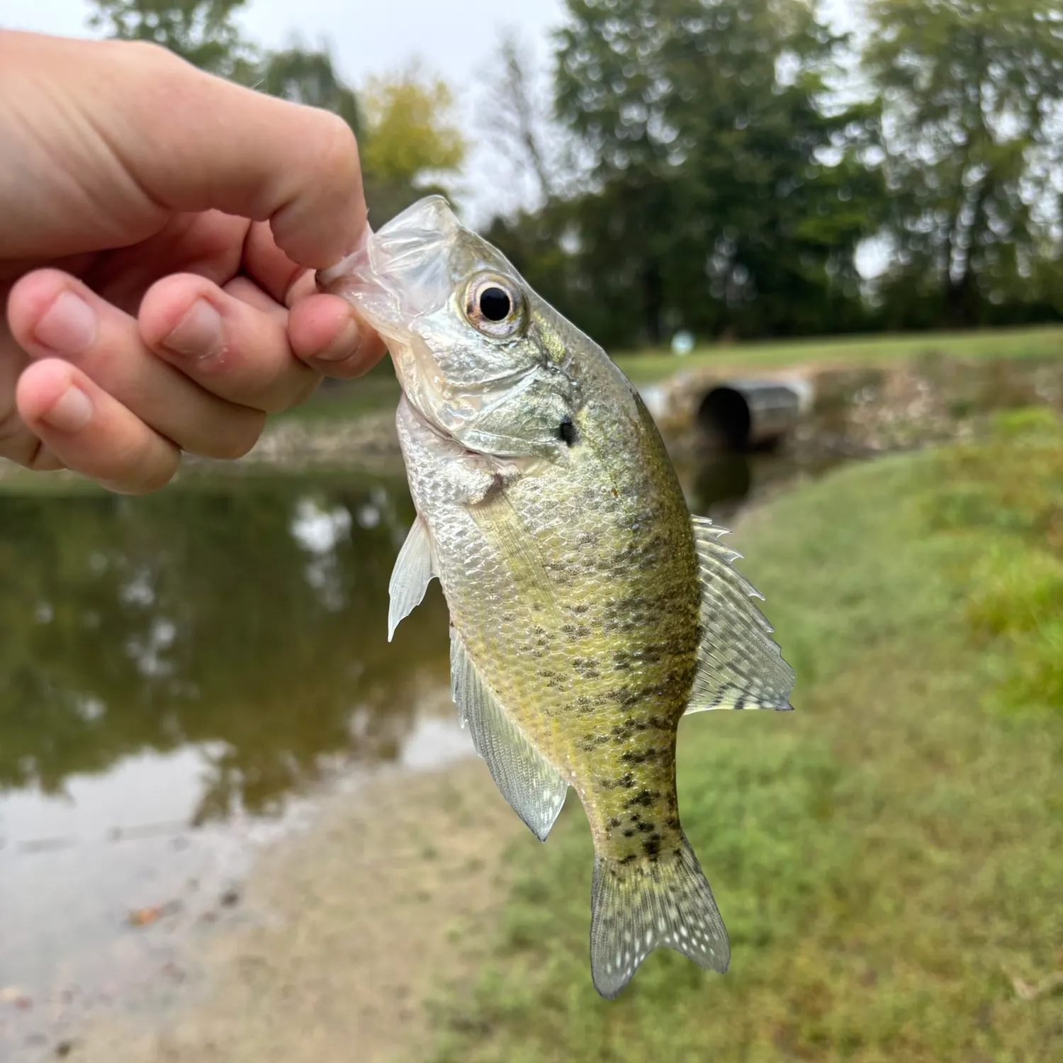 White crappie caught on Fishbrain
