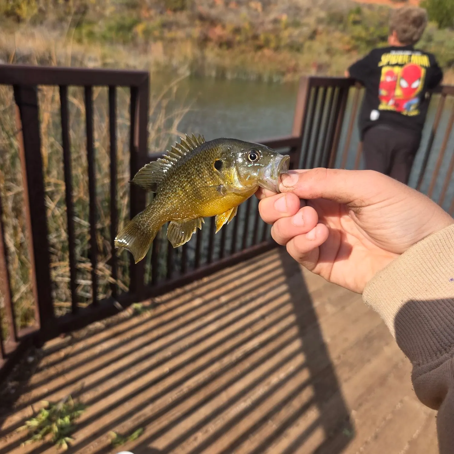 Green sunfish caught on Fishbrain