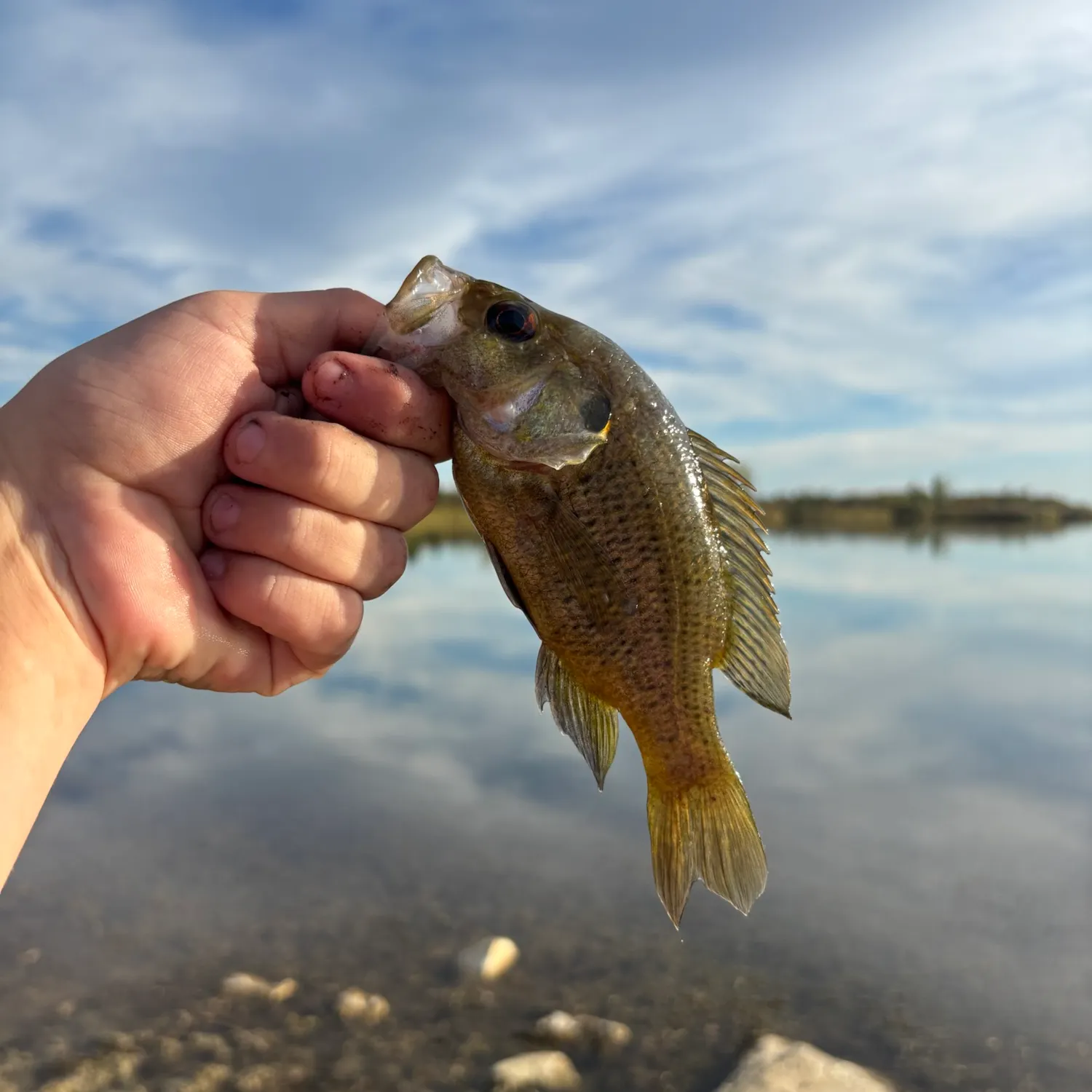 Rock bass caught on Fishbrain