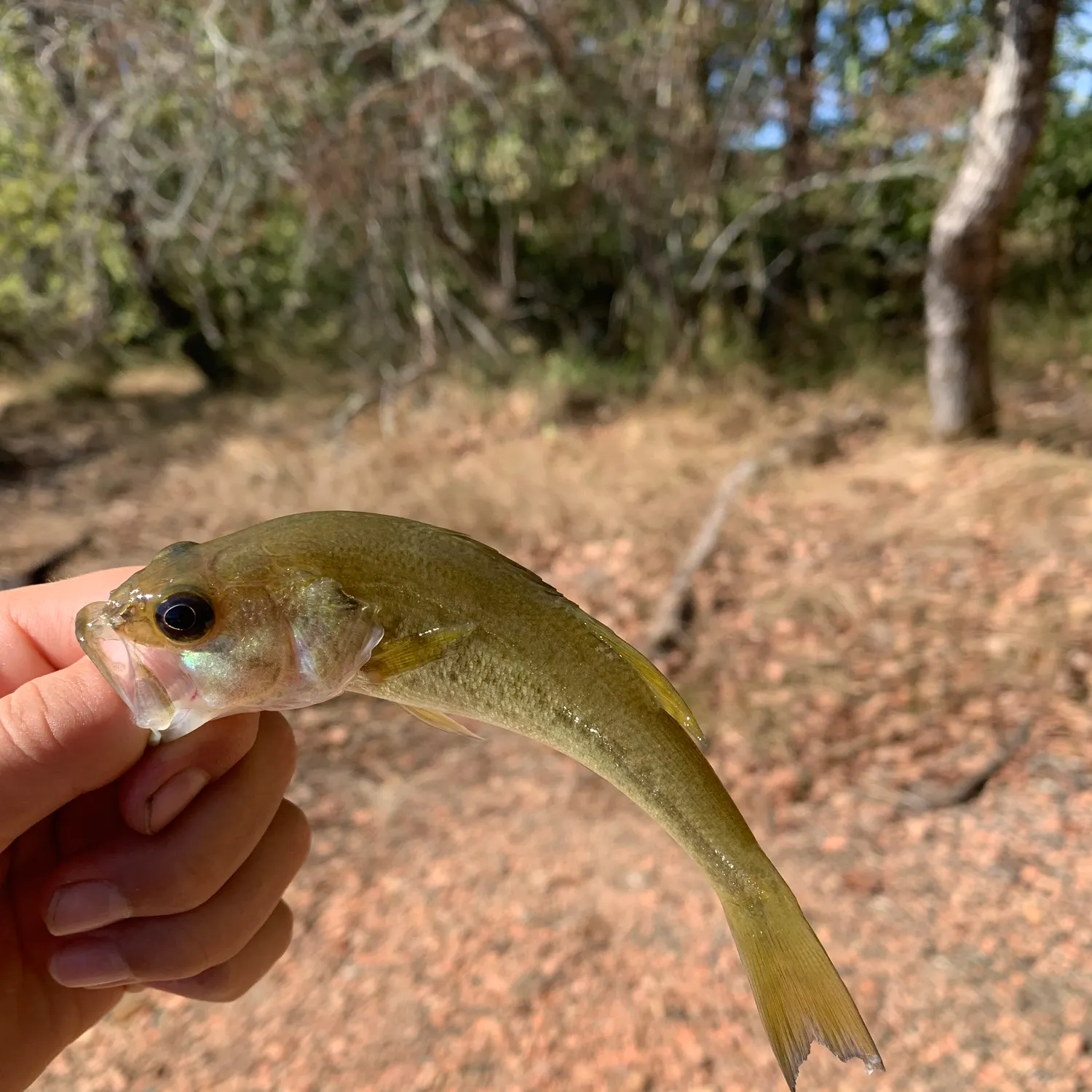 European eel caught on Fishbrain