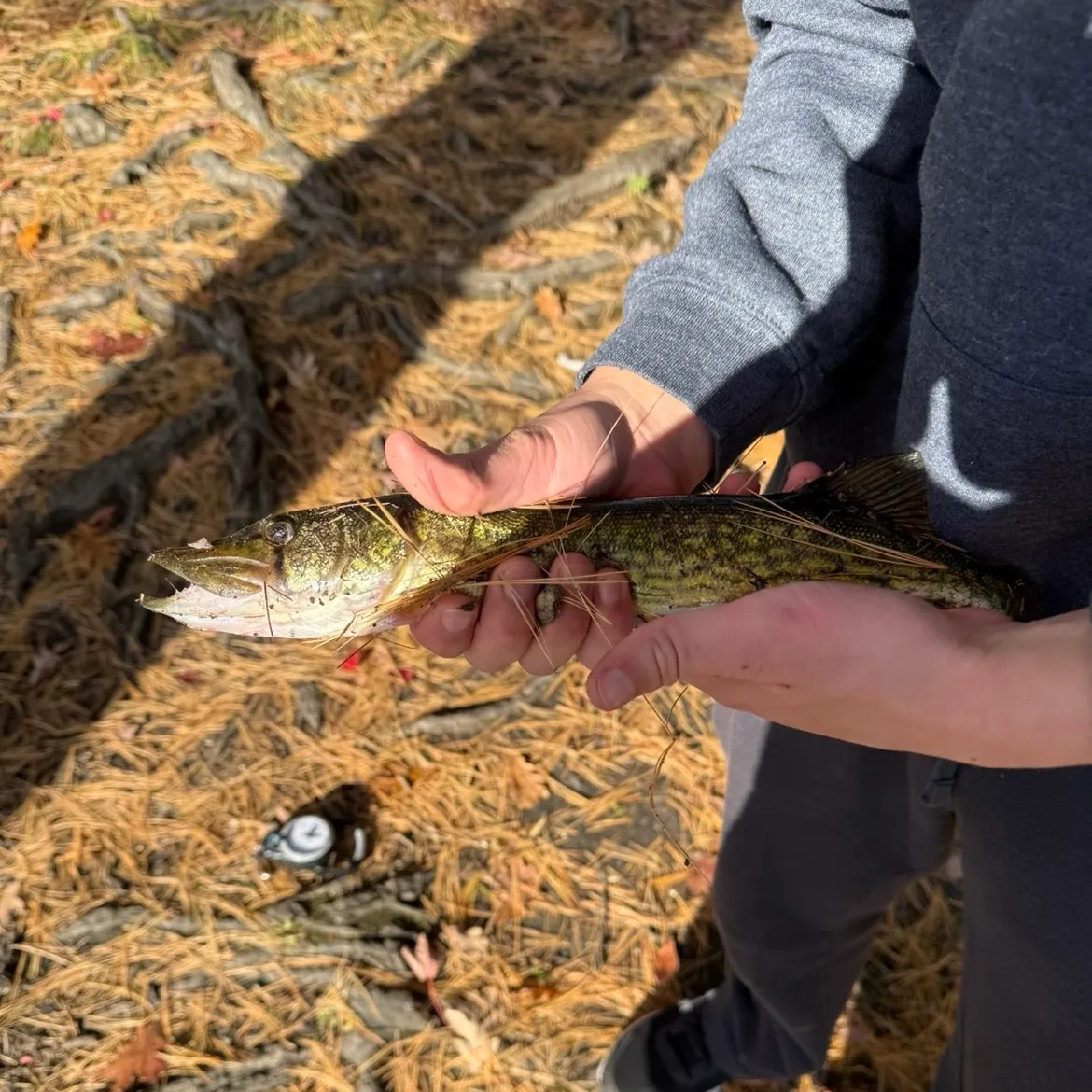 Chain pickerel caught on Fishbrain