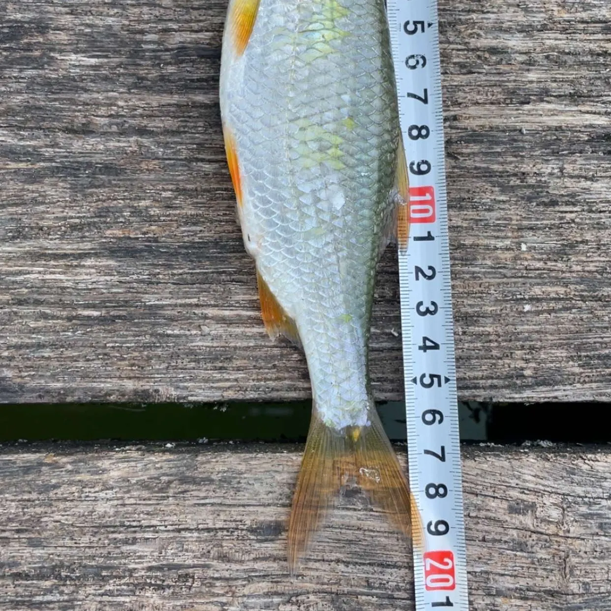 The most recent Common rudd catches on Fishbrain