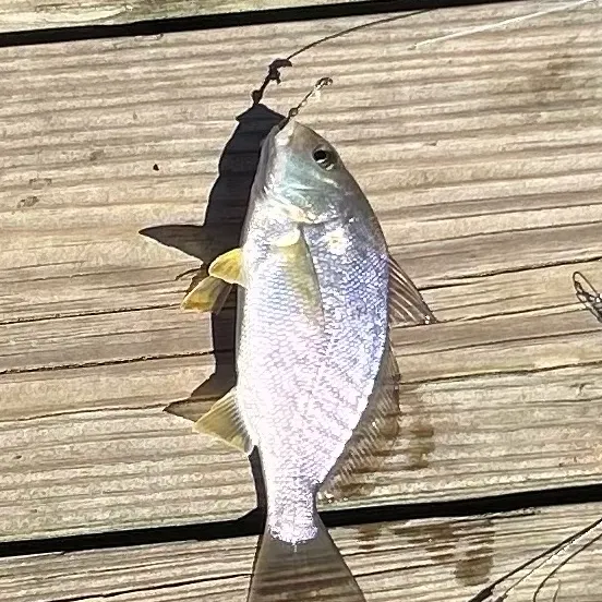 Spot croaker caught on Fishbrain