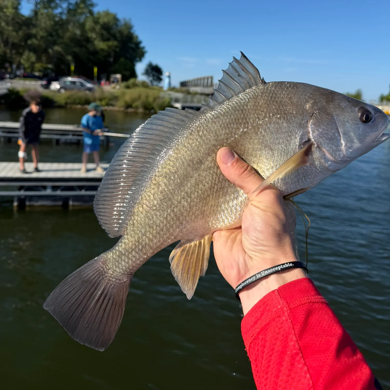 Freshwater drum caught on Fishbrain