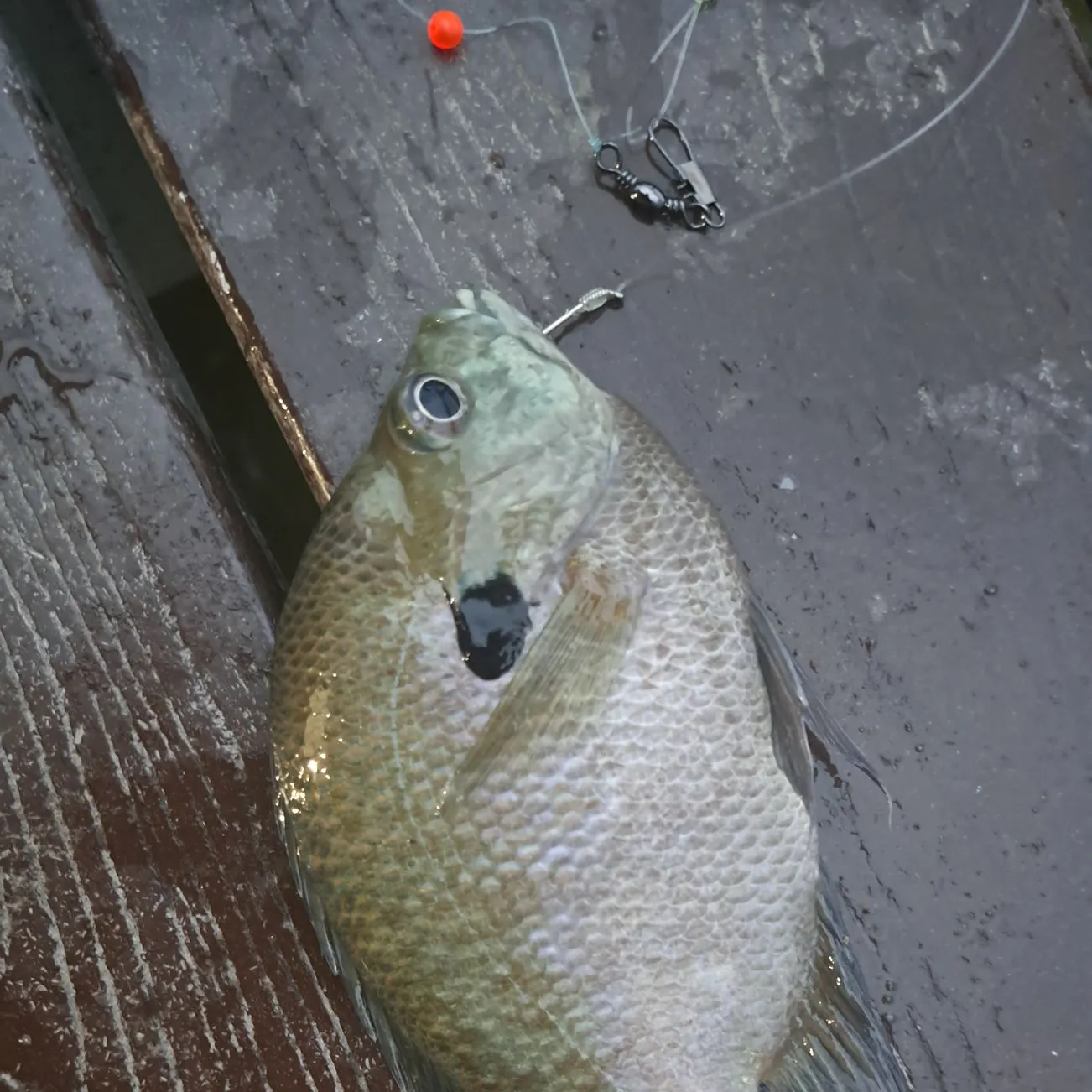 Bluegill caught on Fishbrain