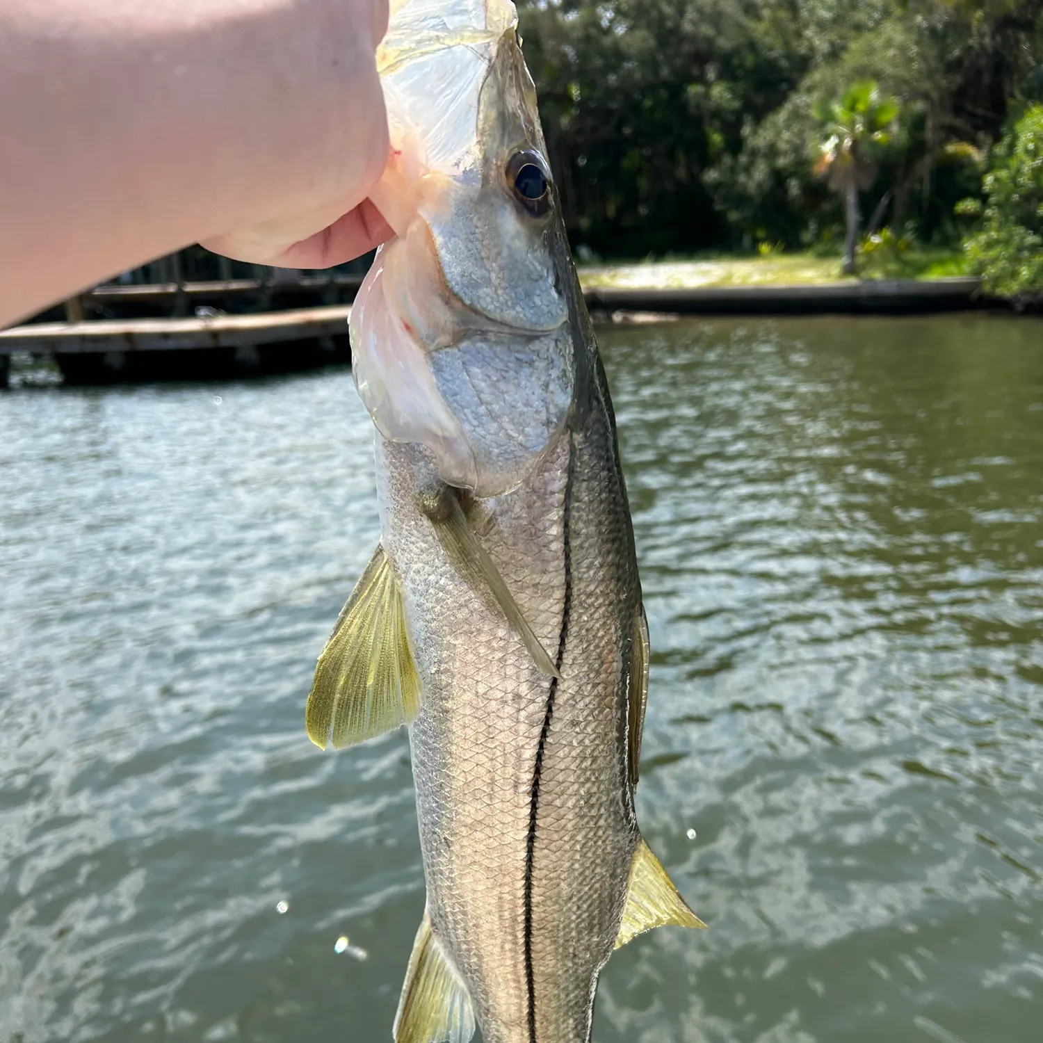 Common snook caught on Fishbrain