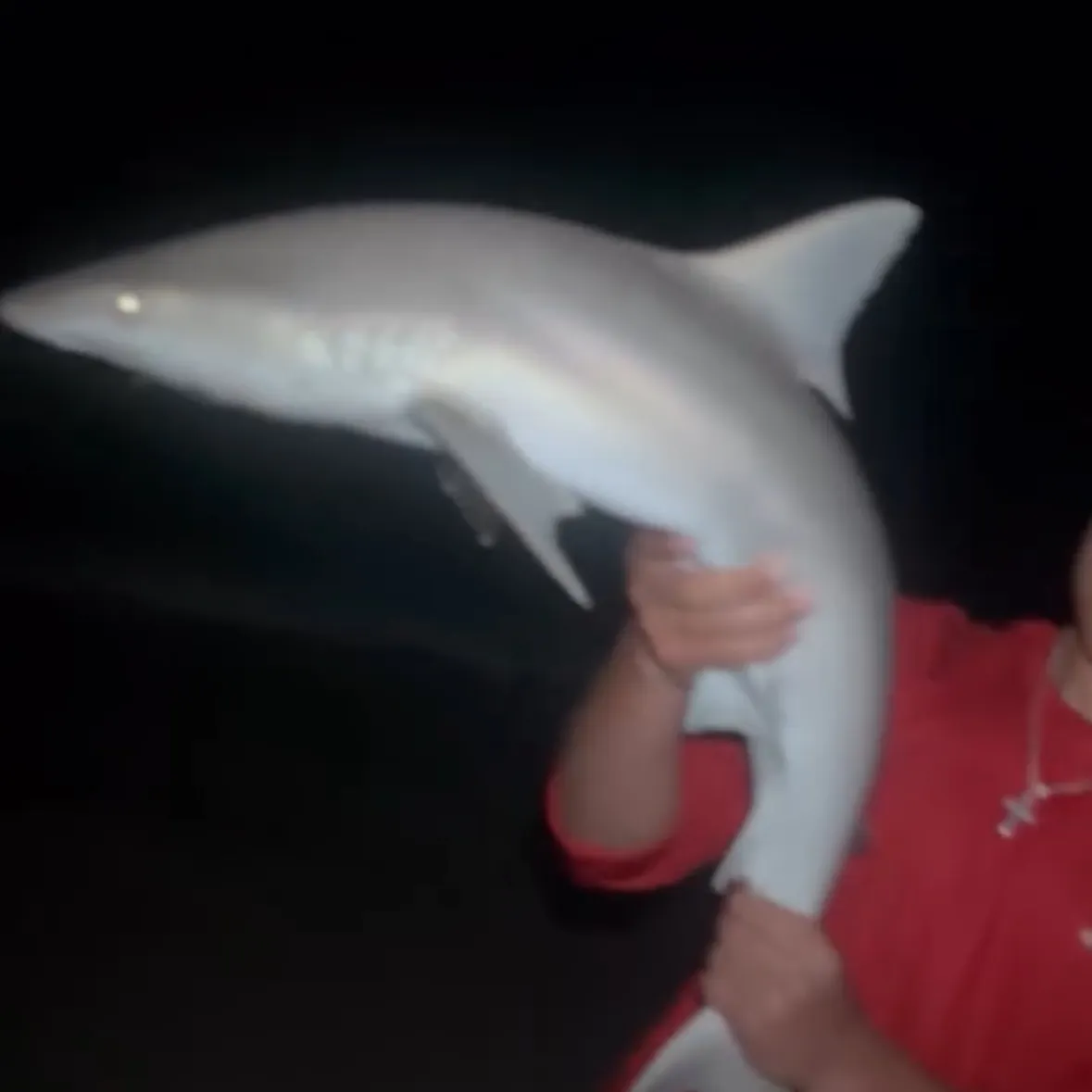 Sandbar shark caught on Fishbrain