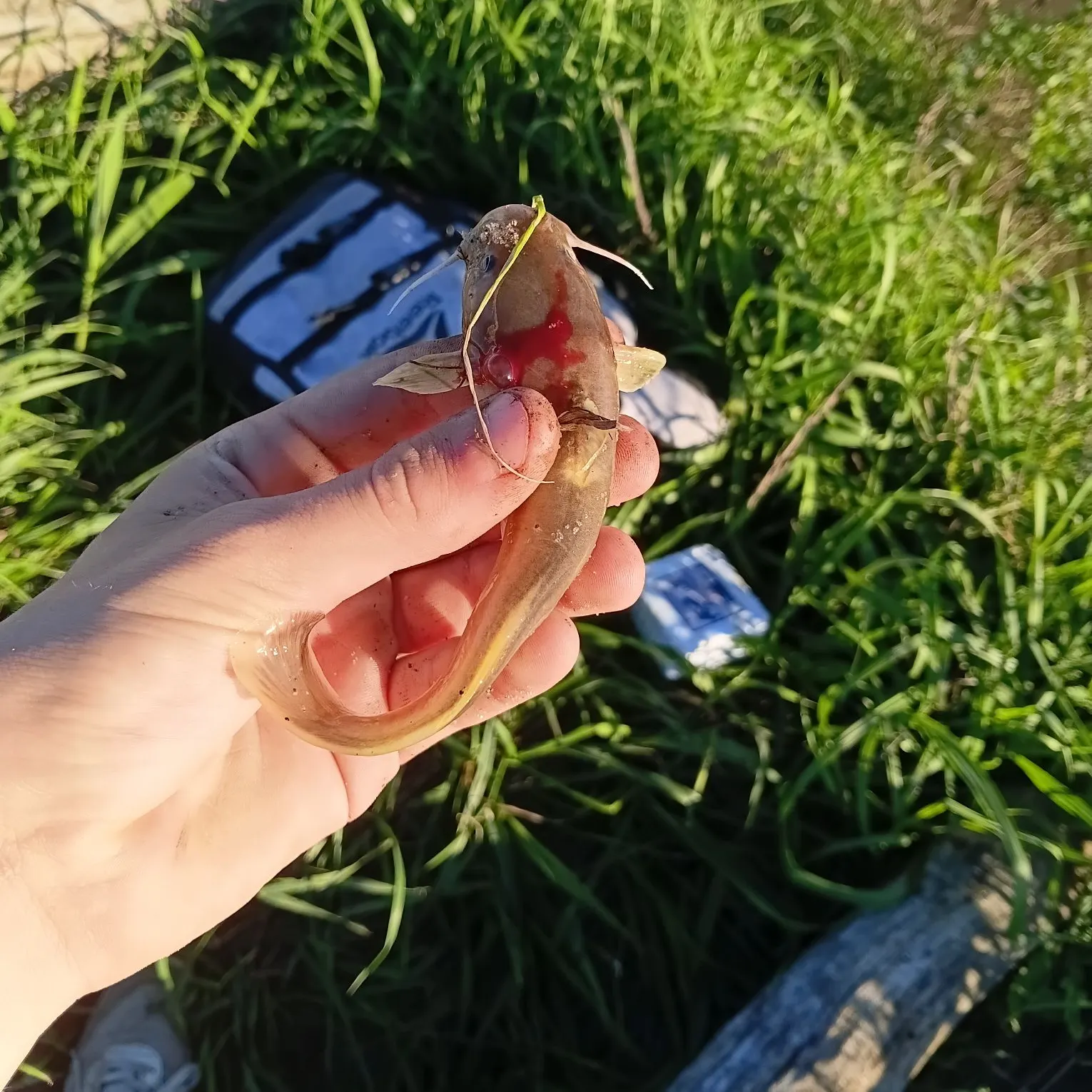 The most recent Stonecat catches on Fishbrain