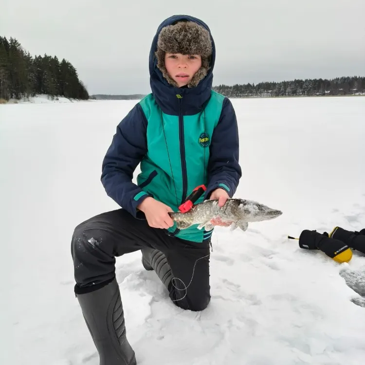 The most recent Northern pike catches on Fishbrain