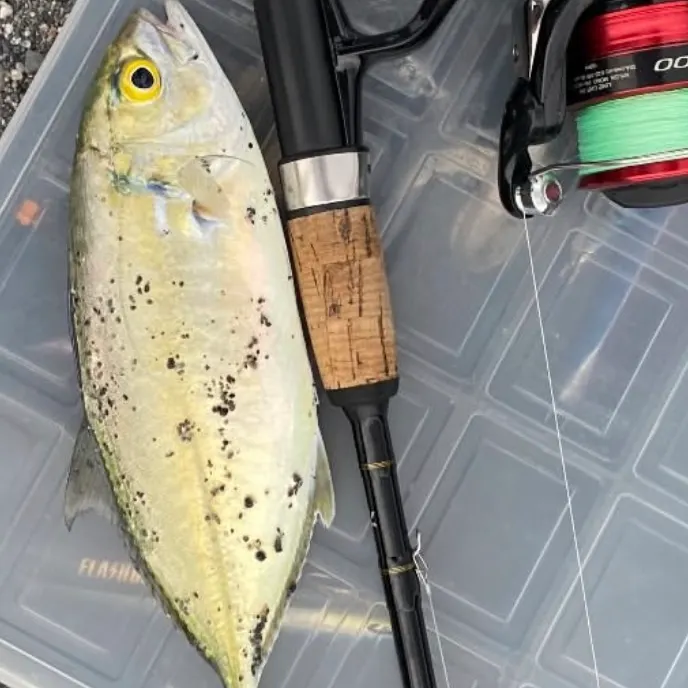 Blue runner caught on Fishbrain