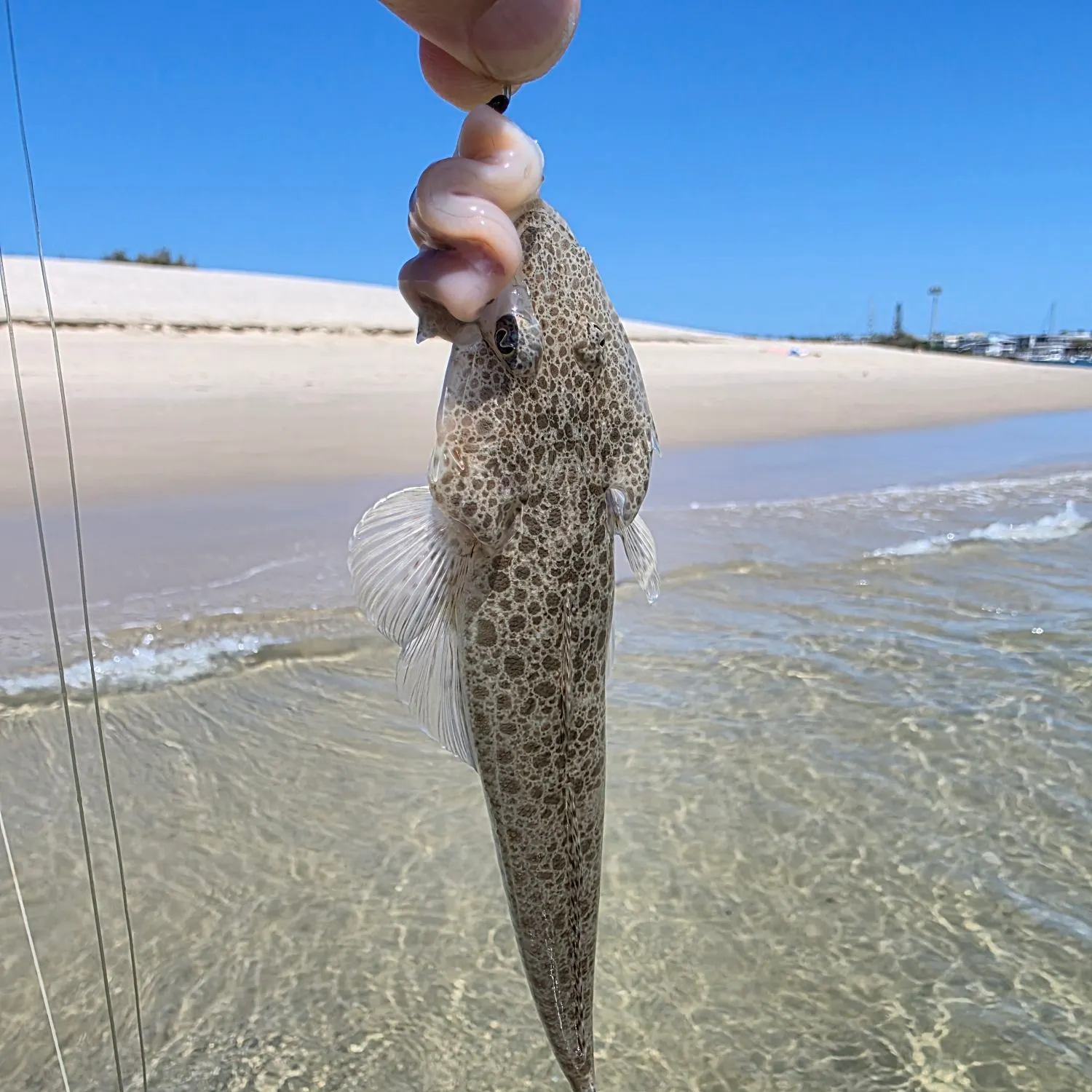 The most recent Blue-spotted flathead catches on Fishbrain