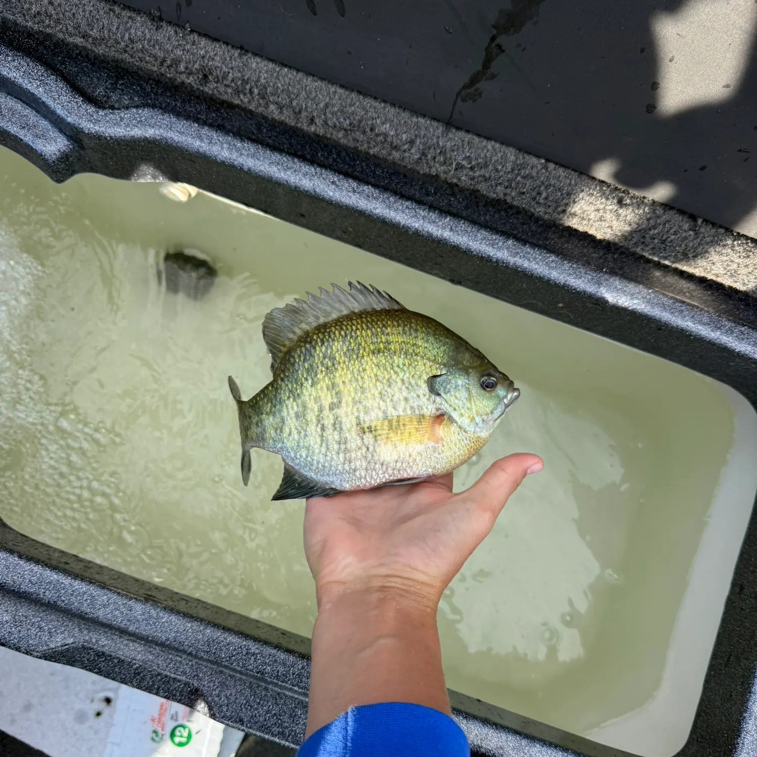 Bluegill caught on Fishbrain