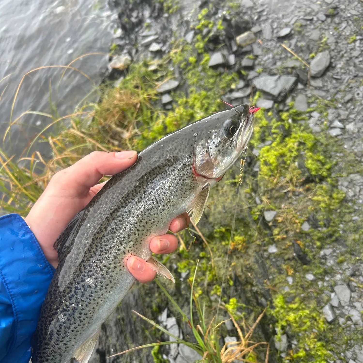 Coastal cutthroat trout caught on Fishbrain