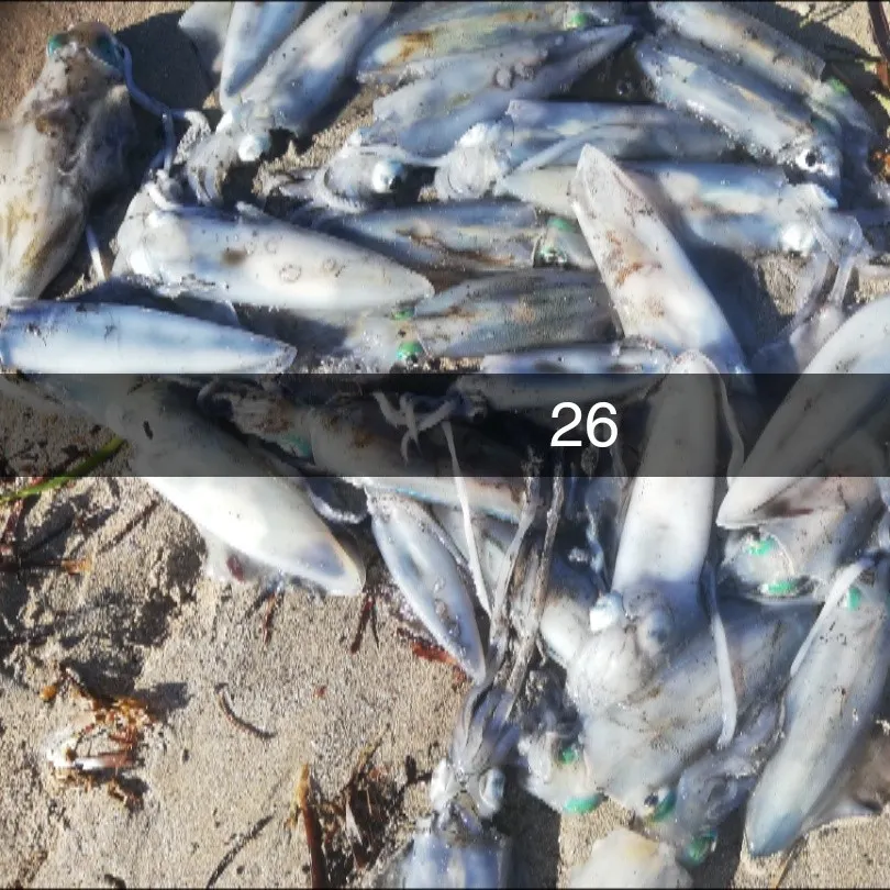 Fish caught on Fishbrain