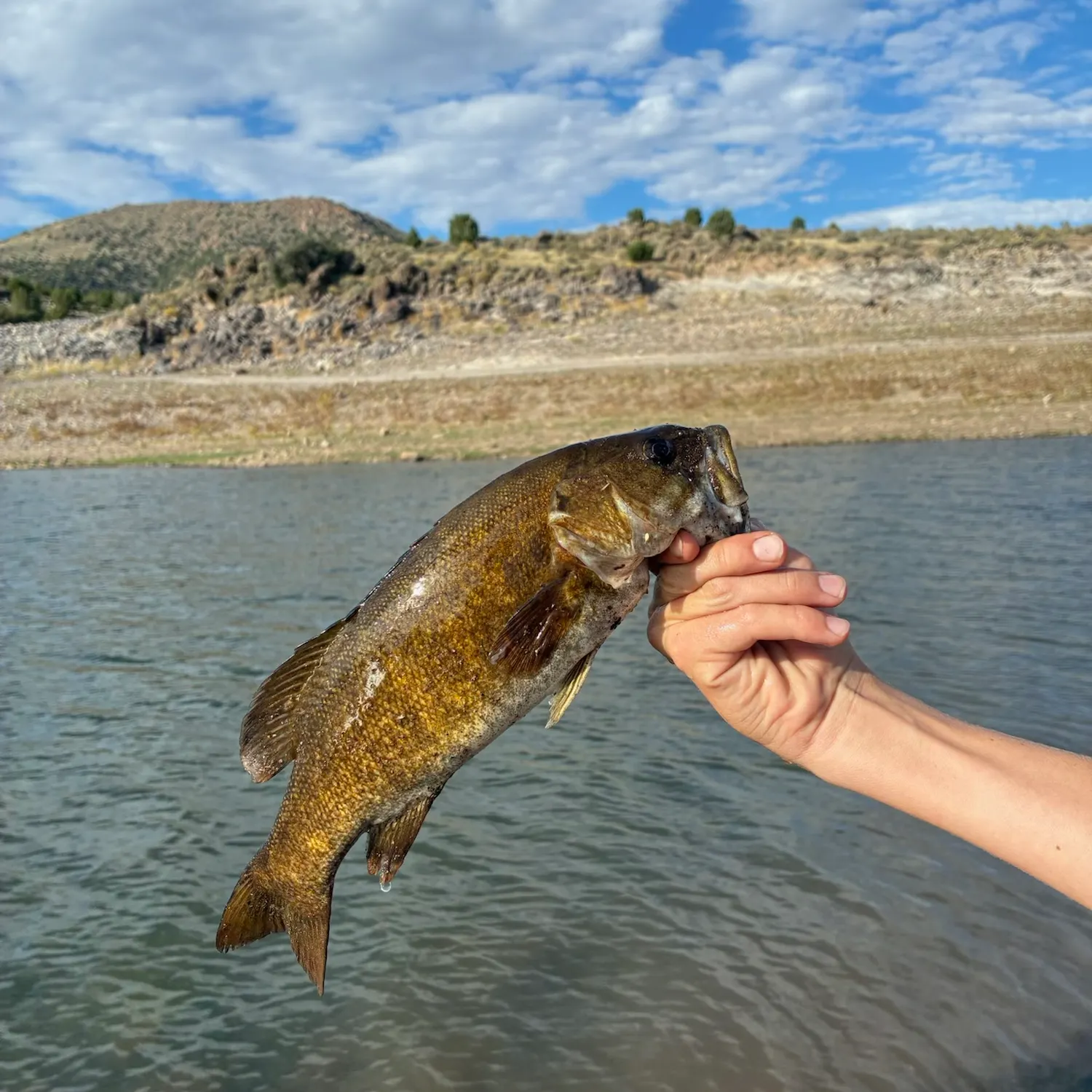 Smallmouth bass caught on Fishbrain