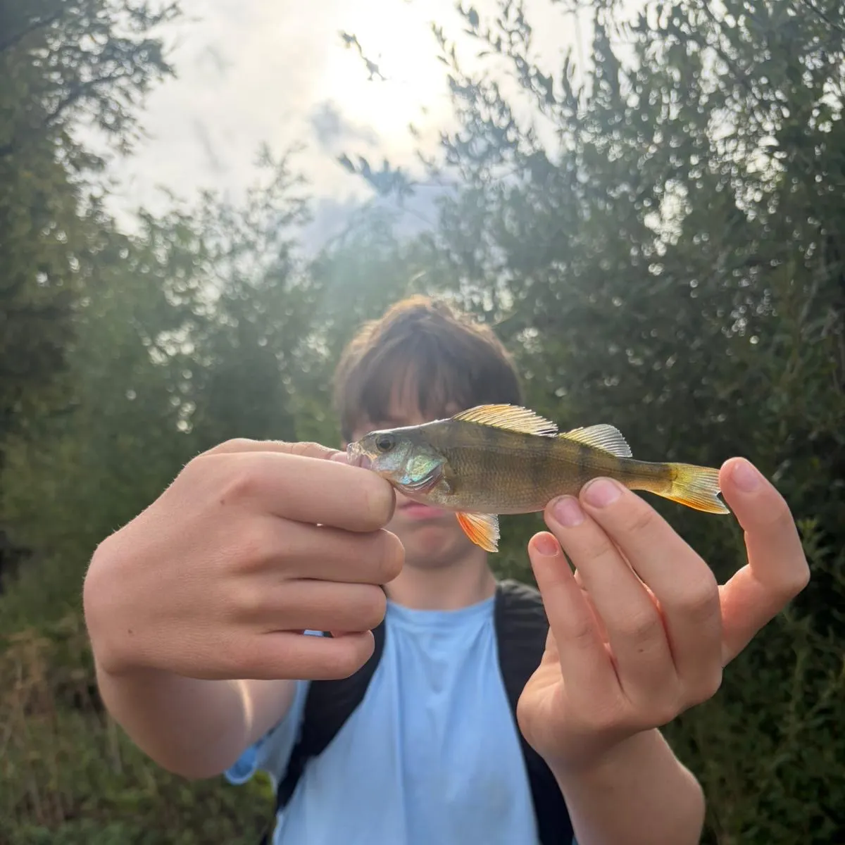 European perch caught on Fishbrain