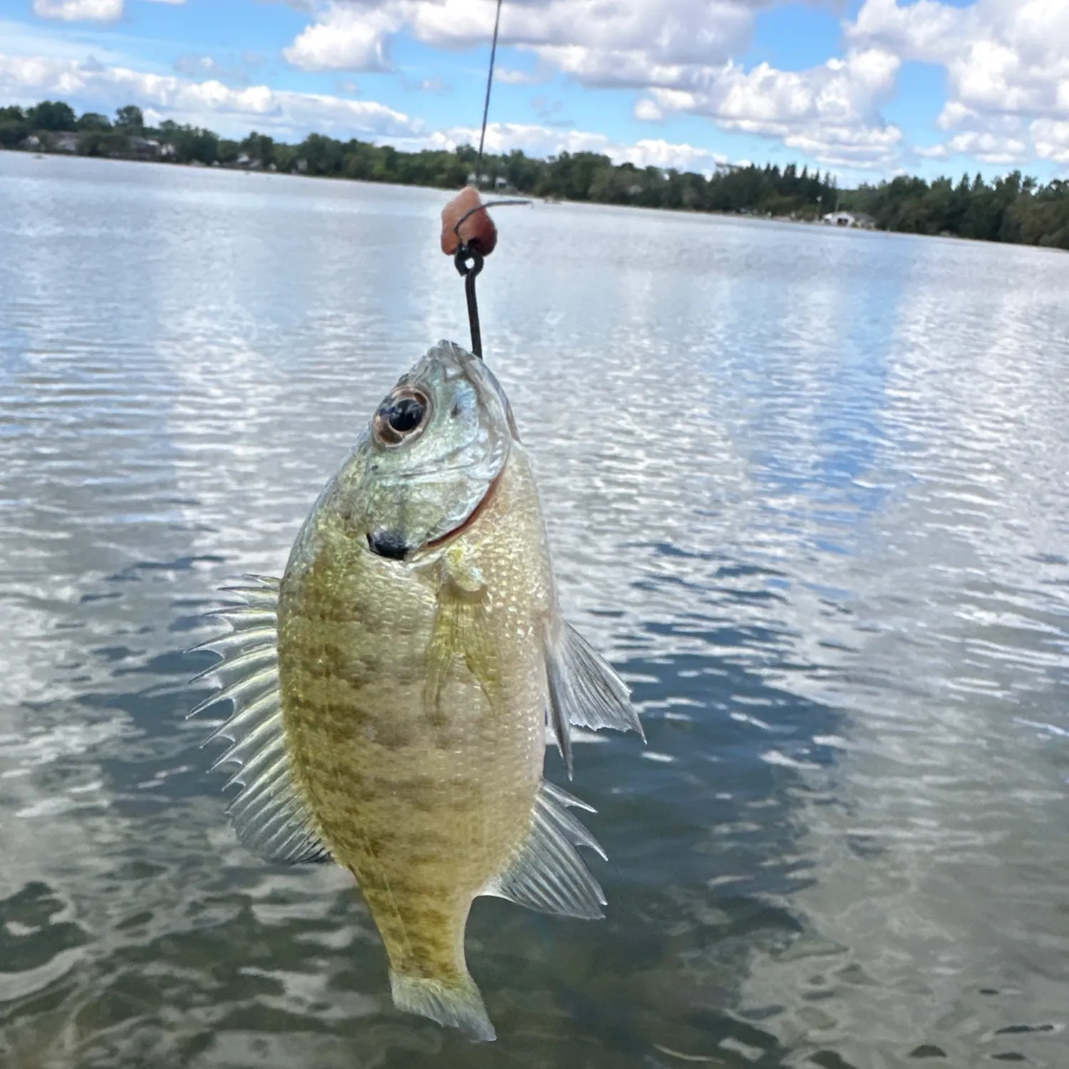 Fish caught on Fishbrain