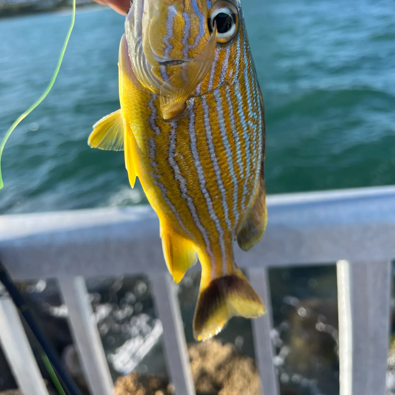 The most recent Bluestriped grunt catches on Fishbrain