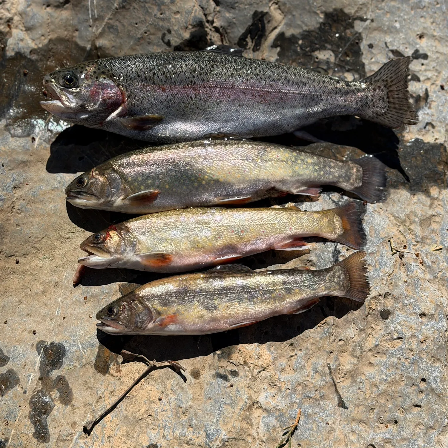 recently logged catches