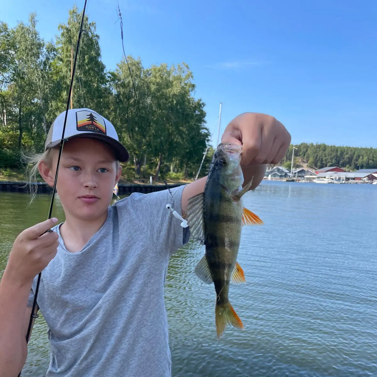 European perch caught on Fishbrain