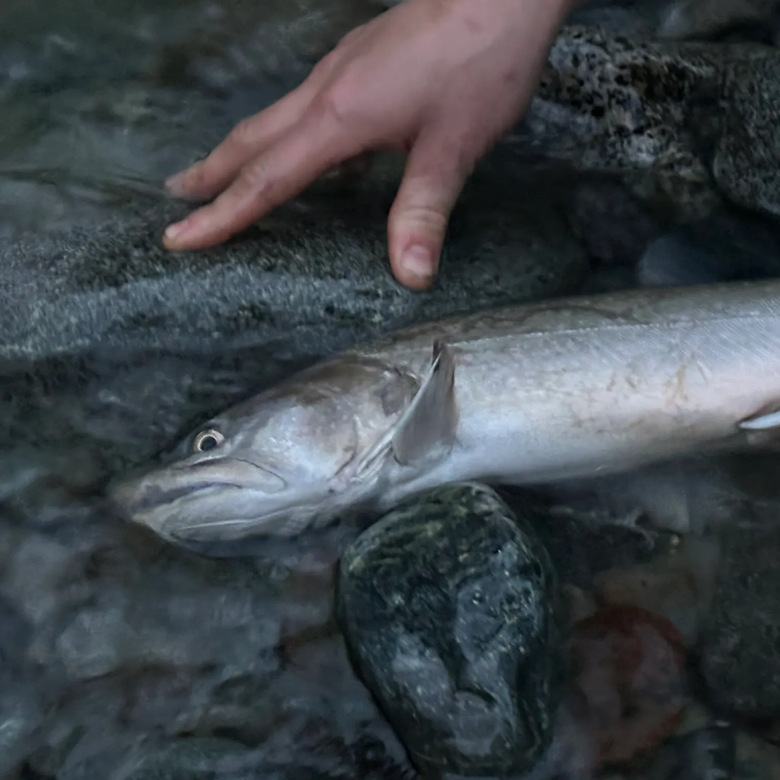 The most recent Bull trout catches on Fishbrain