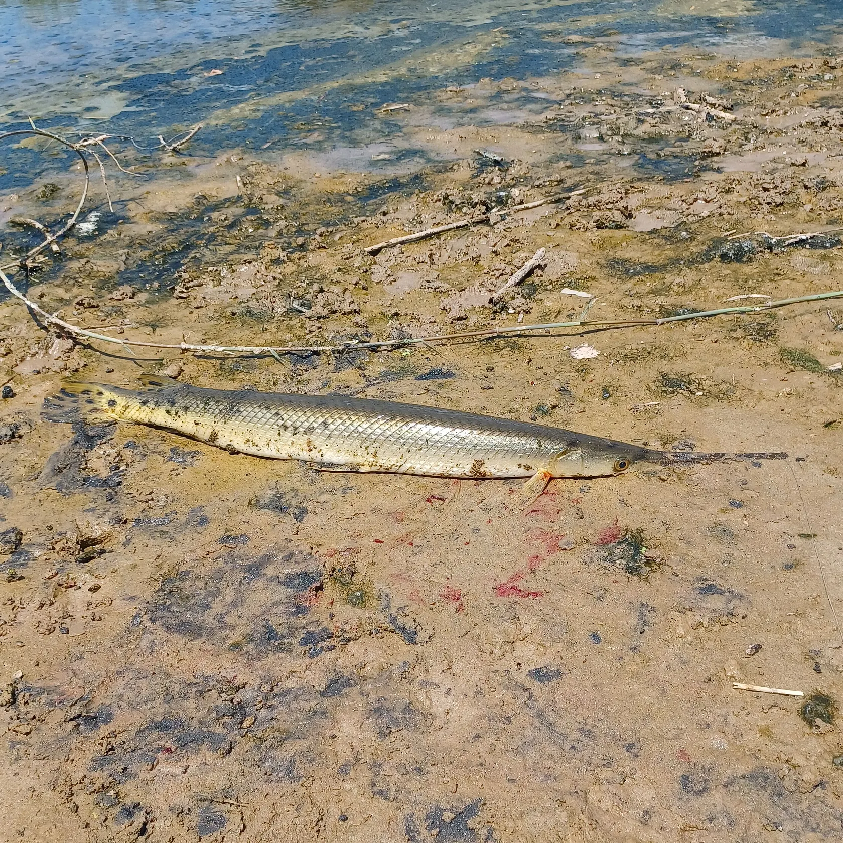 The most recent Shortnose gar catches on Fishbrain