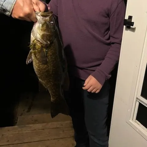 Smallmouth bass caught on Fishbrain