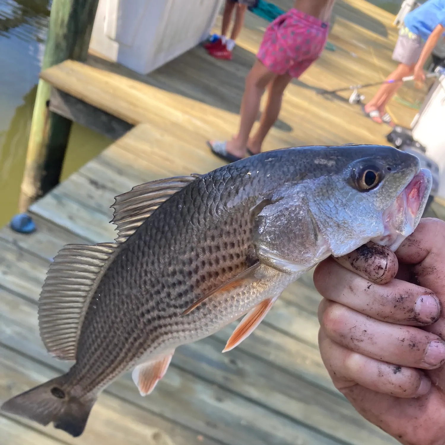 Red drum caught on Fishbrain