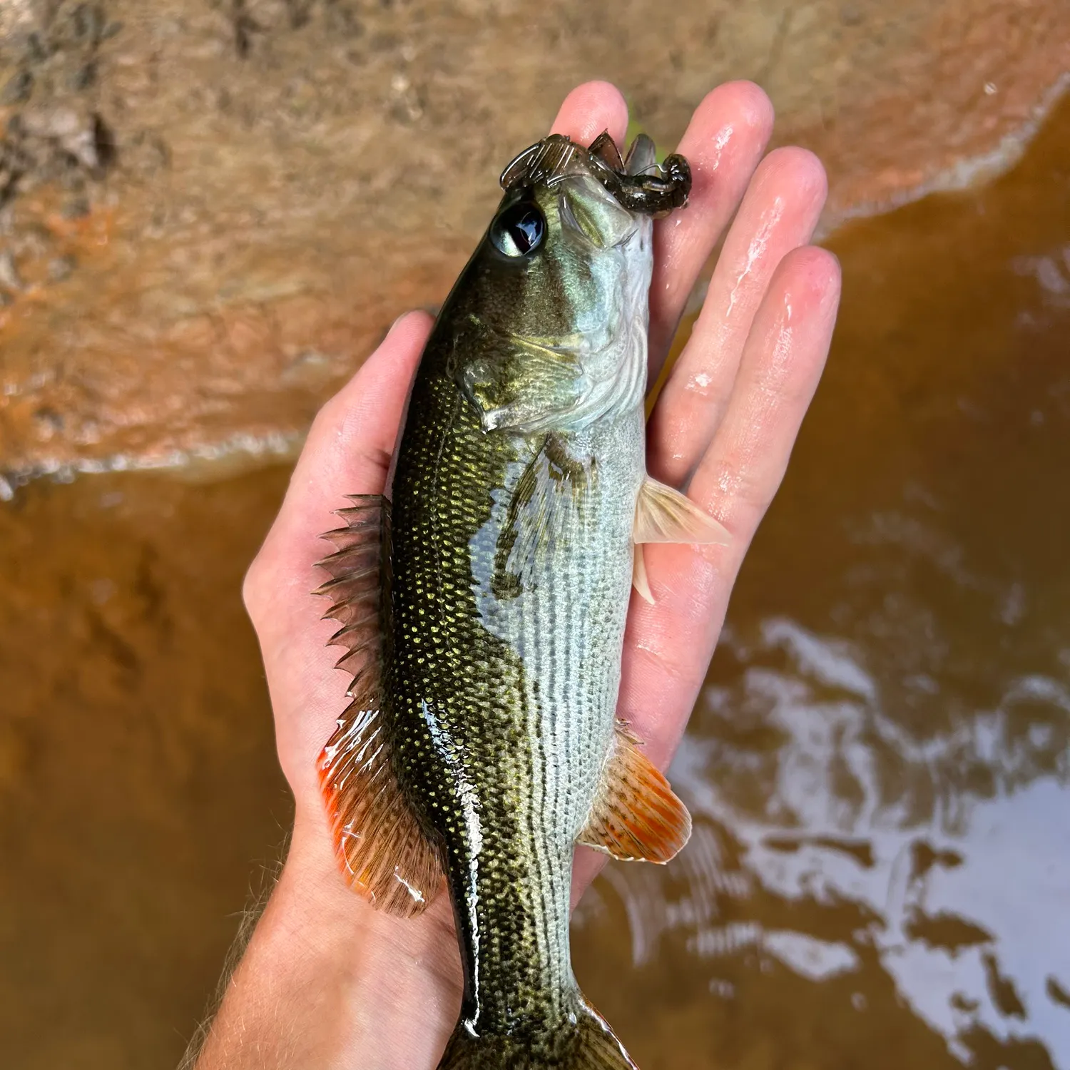 The most recent Chattahoochee bass catches on Fishbrain