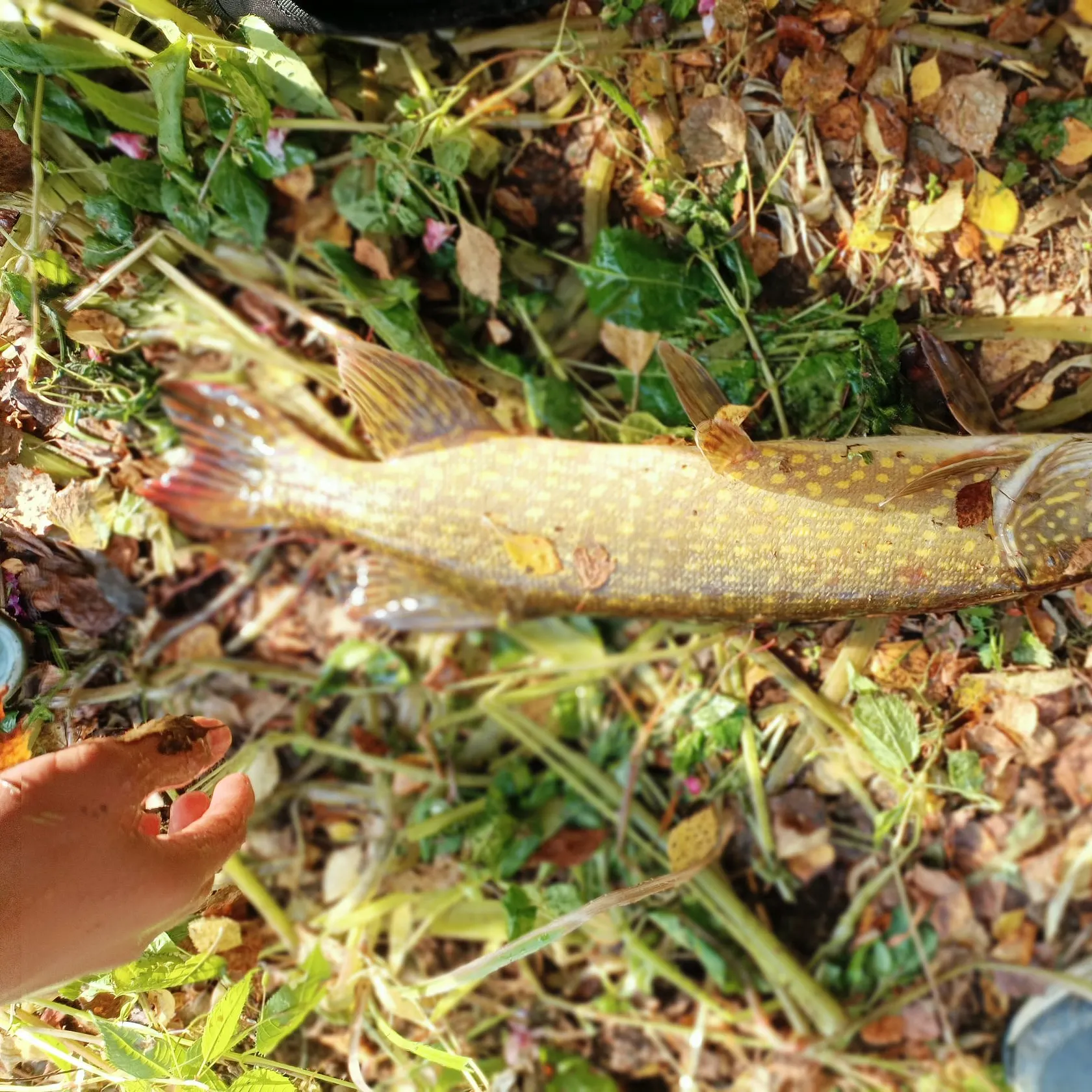 Northern pike caught on Fishbrain