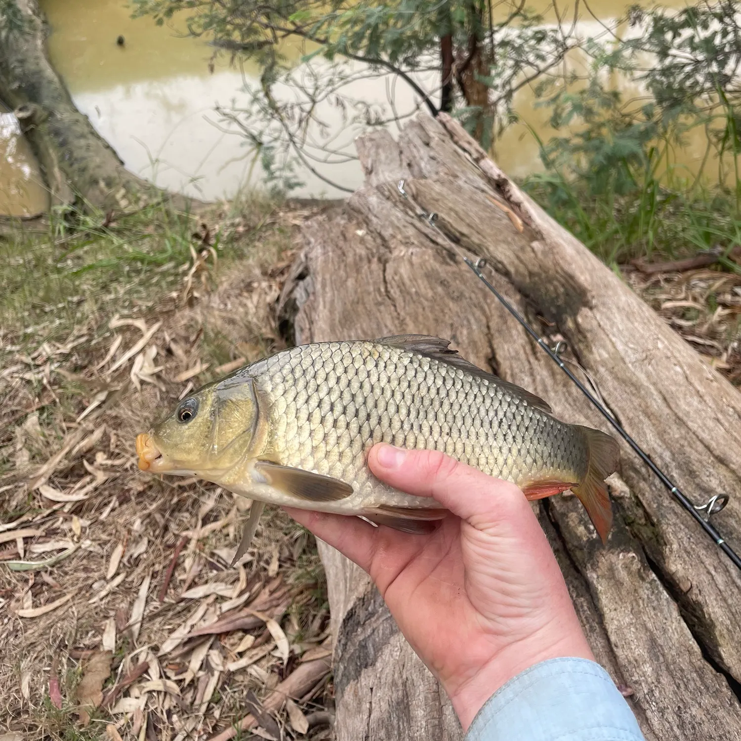 Common carp caught on Fishbrain