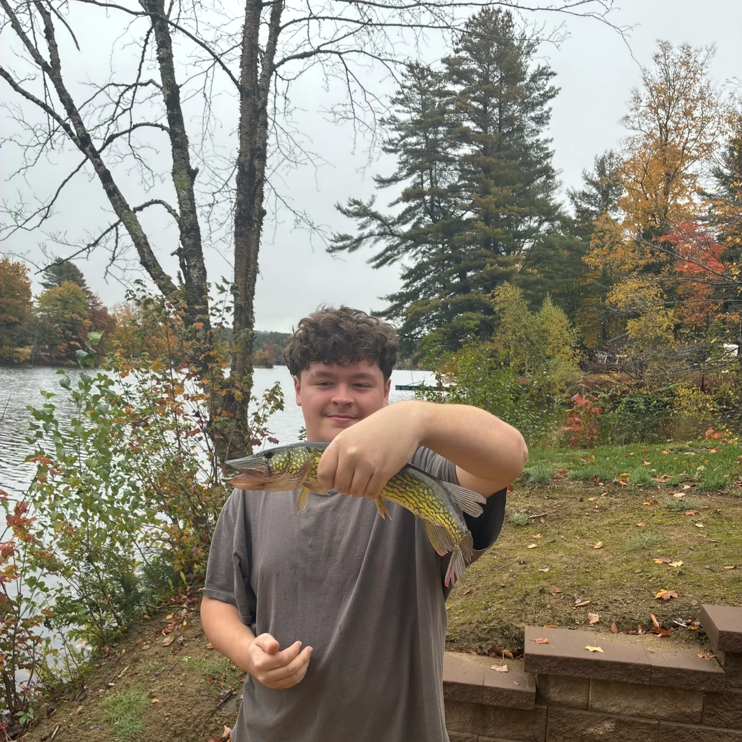 Chain pickerel caught on Fishbrain