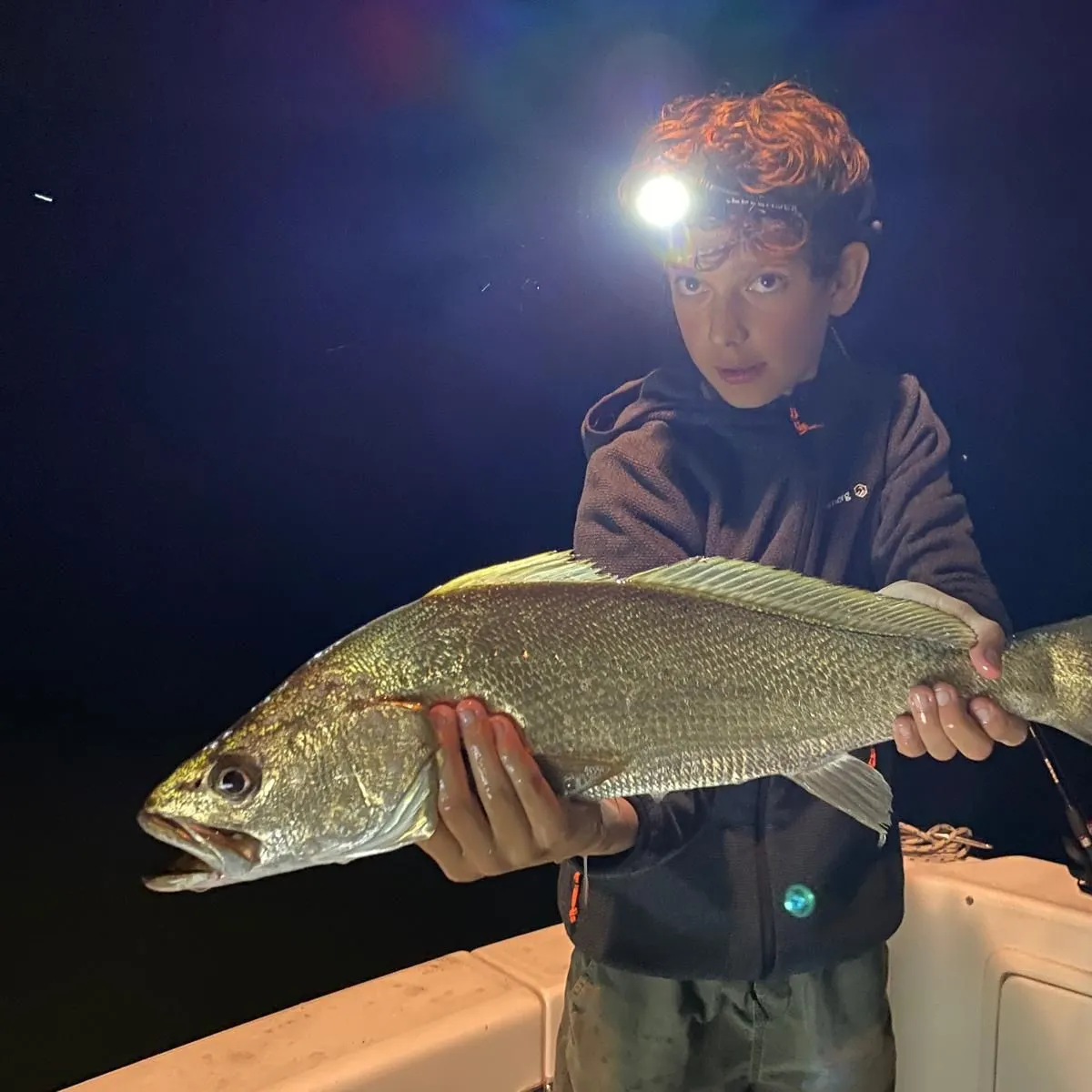 Japanese meagre caught on Fishbrain
