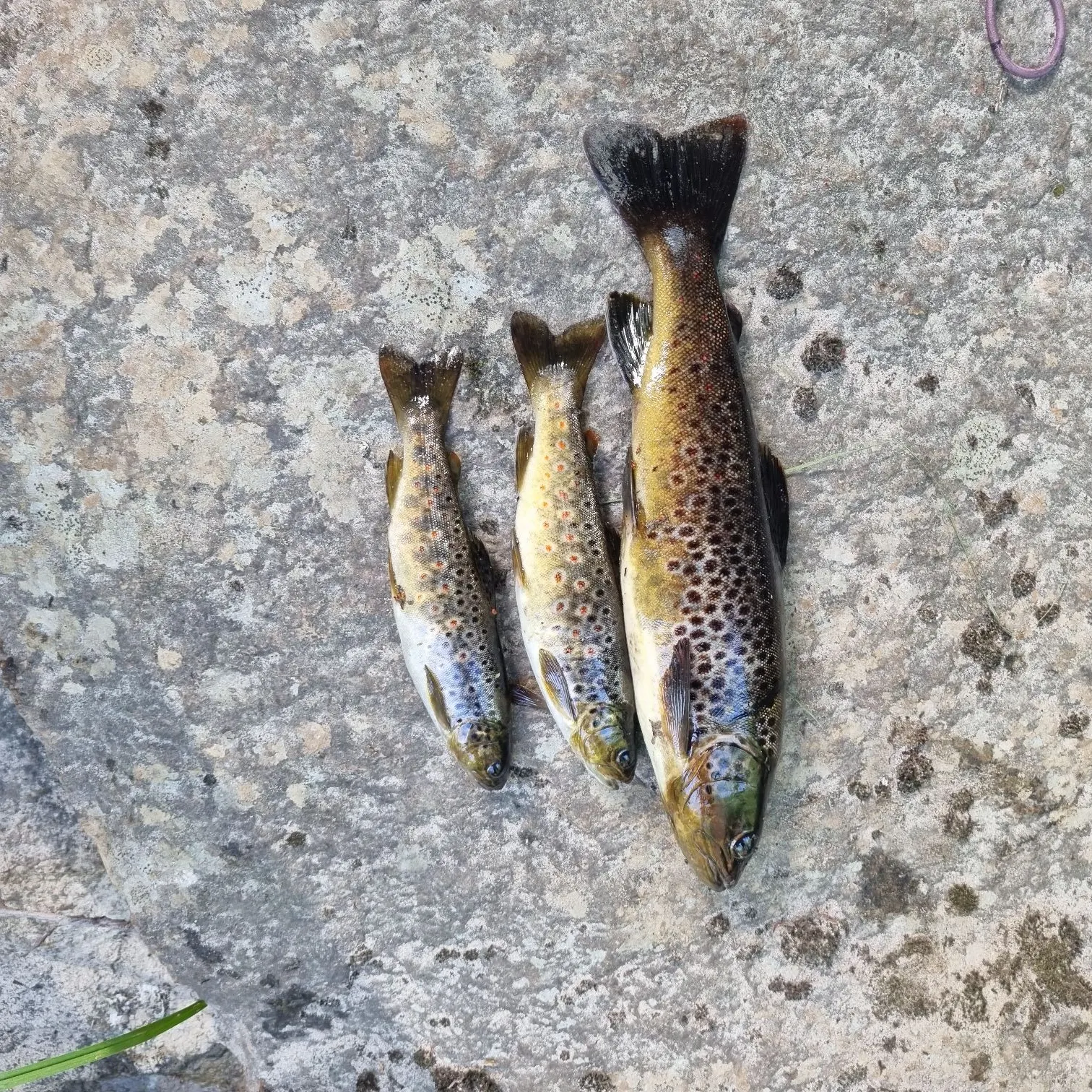 recently logged catches