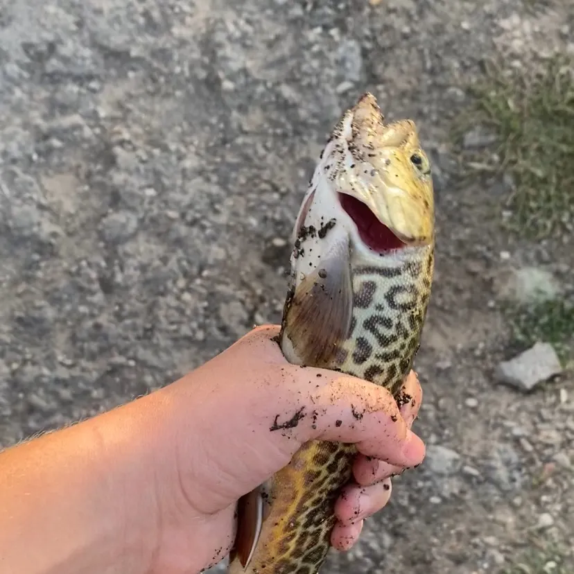 The most recent Tiger trout catches on Fishbrain