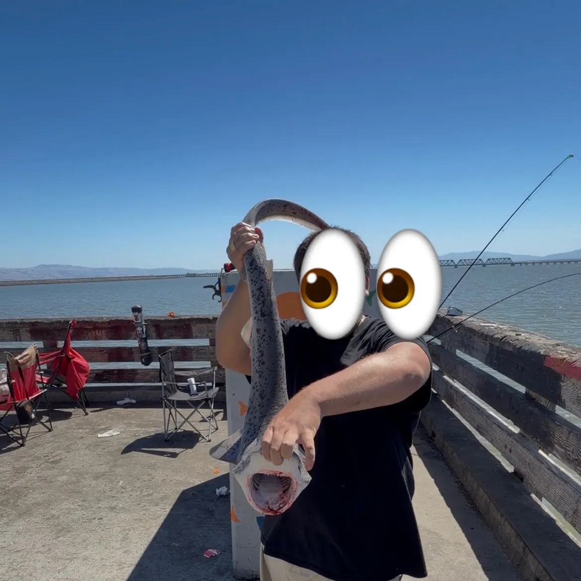 Broadnose sevengill shark caught on Fishbrain