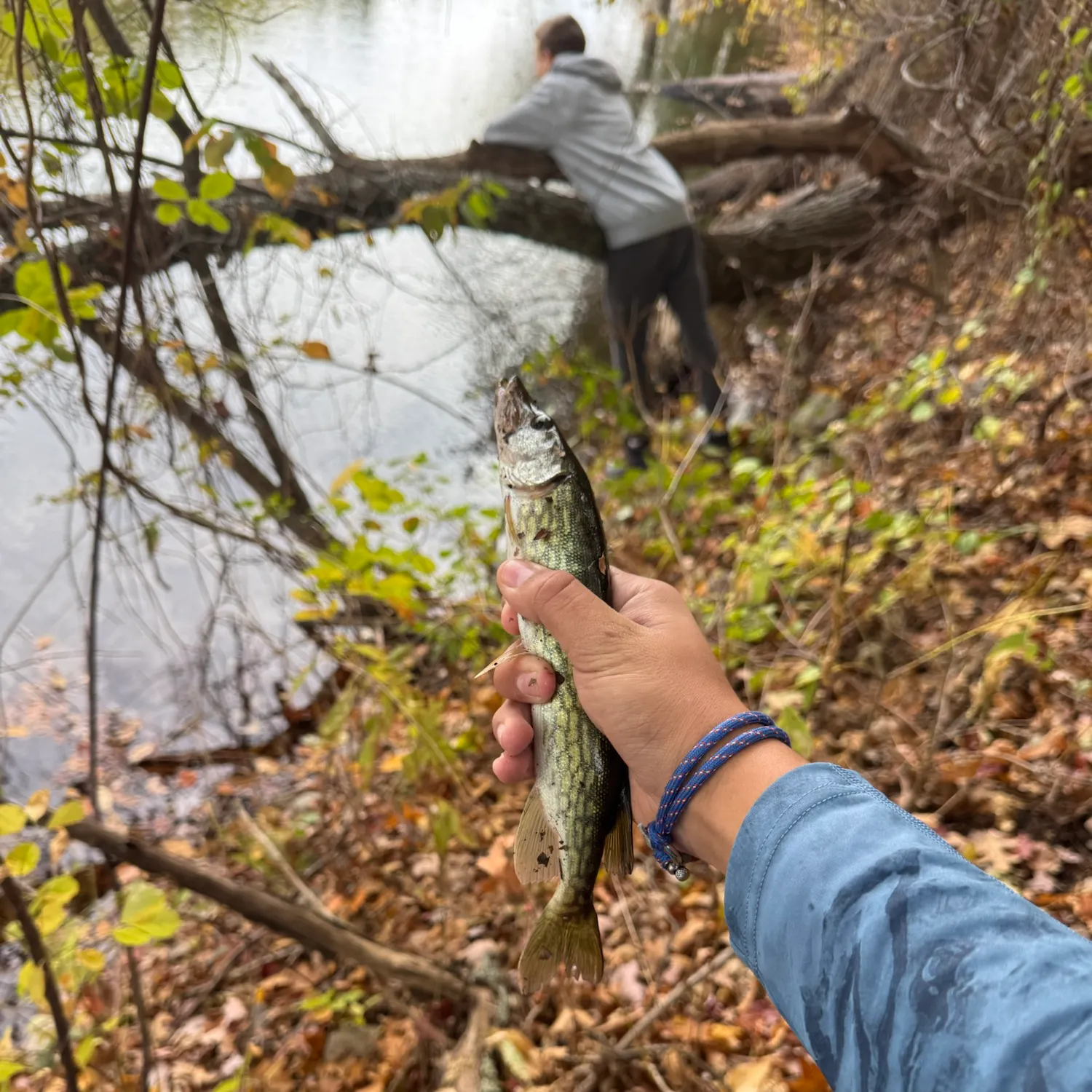 Chain pickerel caught on Fishbrain