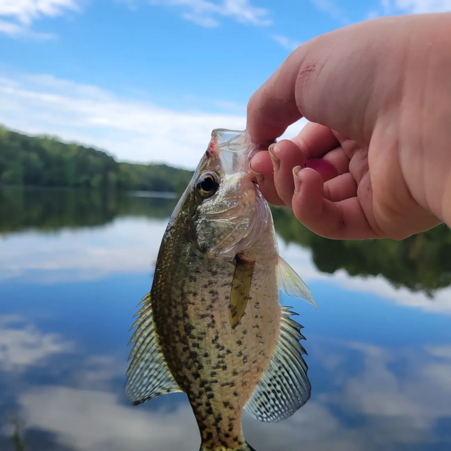 Black crappie caught on Fishbrain