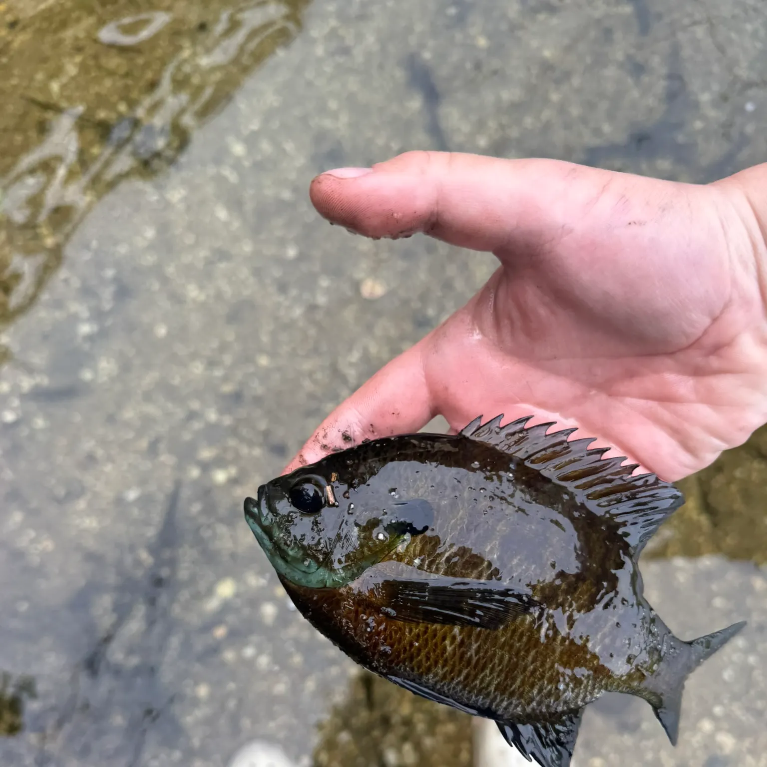 The most recent Bluegill catches on Fishbrain