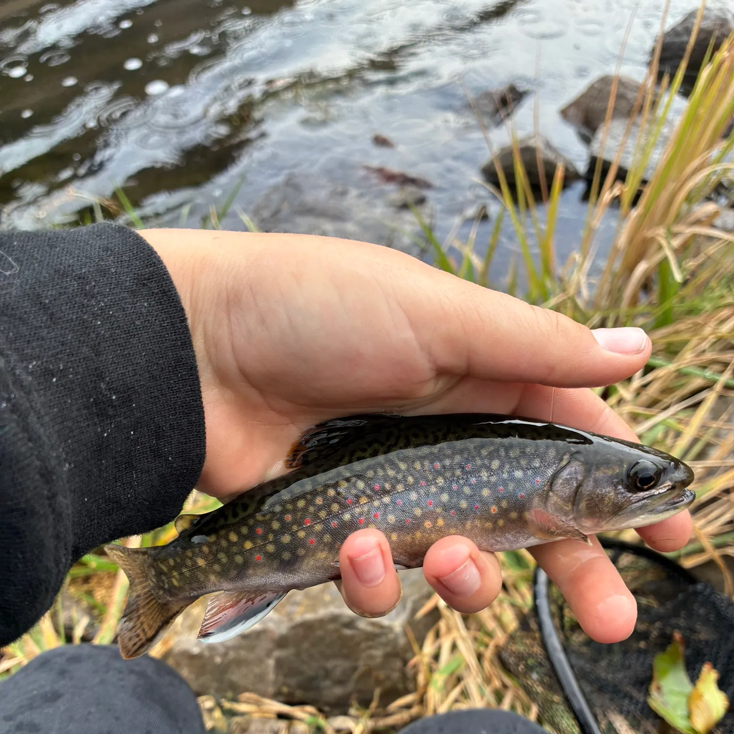 Brook trout caught on Fishbrain