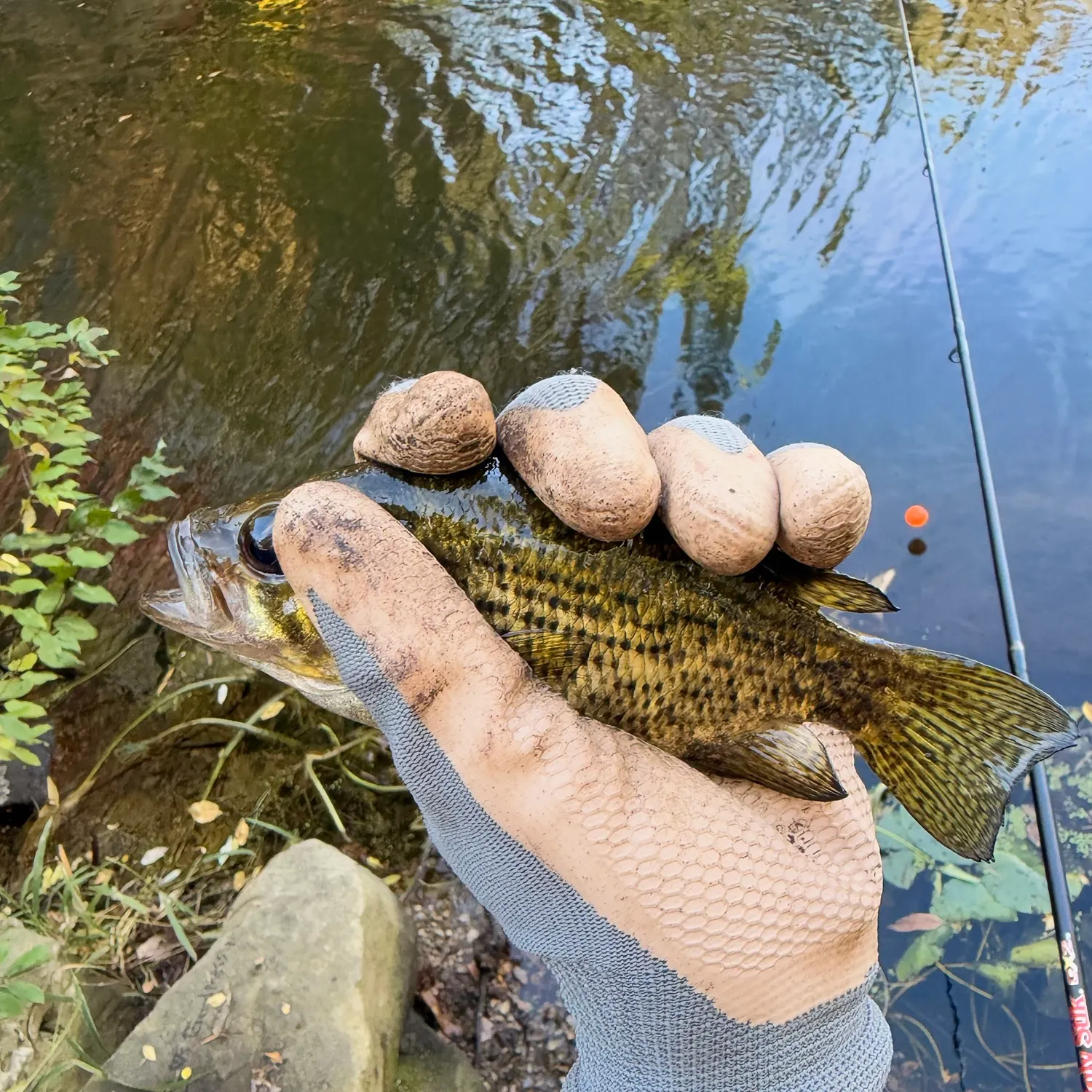 Rock bass caught on Fishbrain