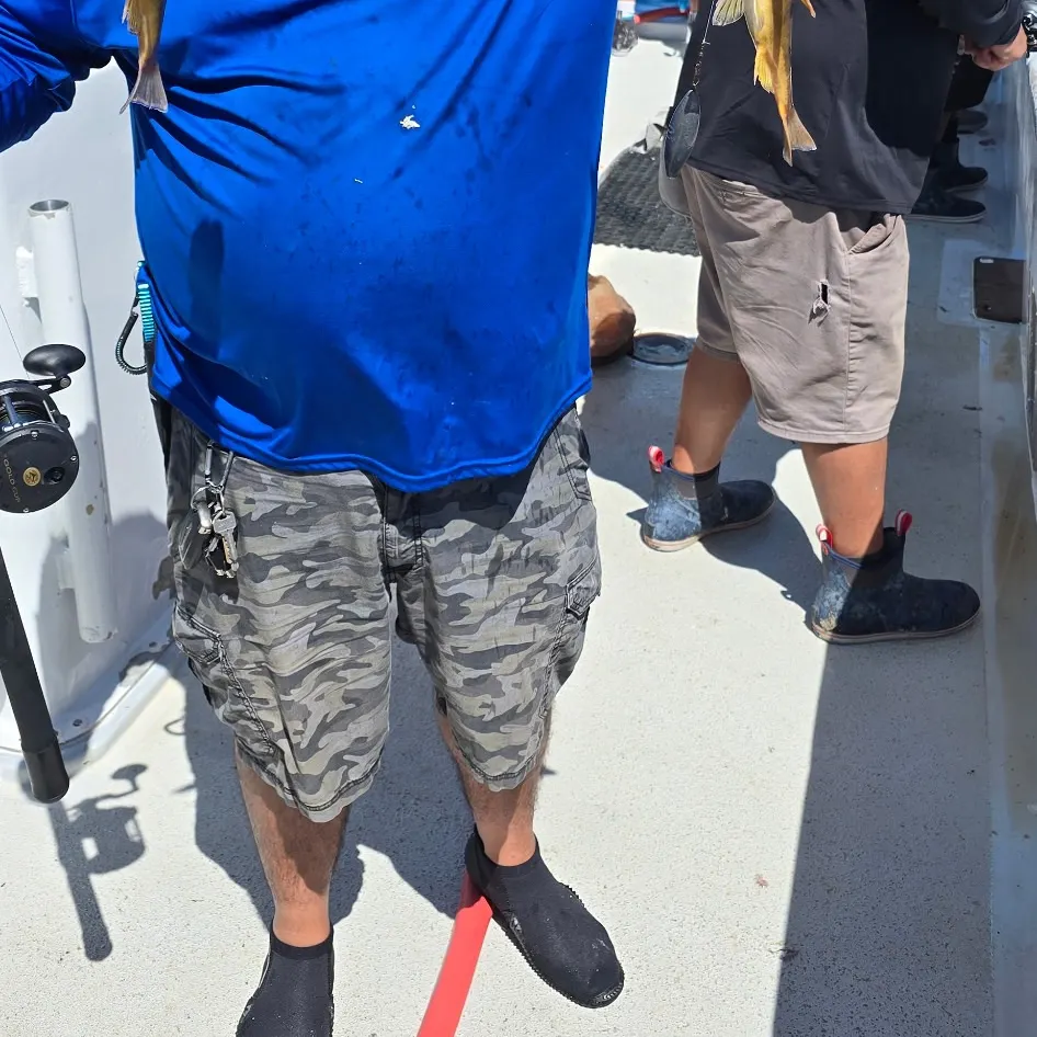 The most recent Yellowtail rockfish catches on Fishbrain