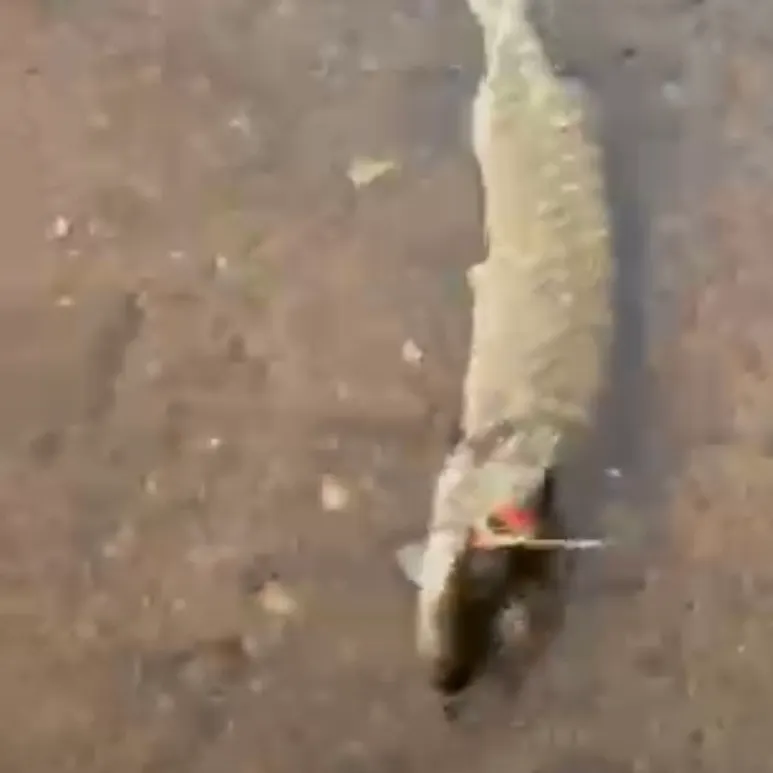 Northern pike caught on Fishbrain