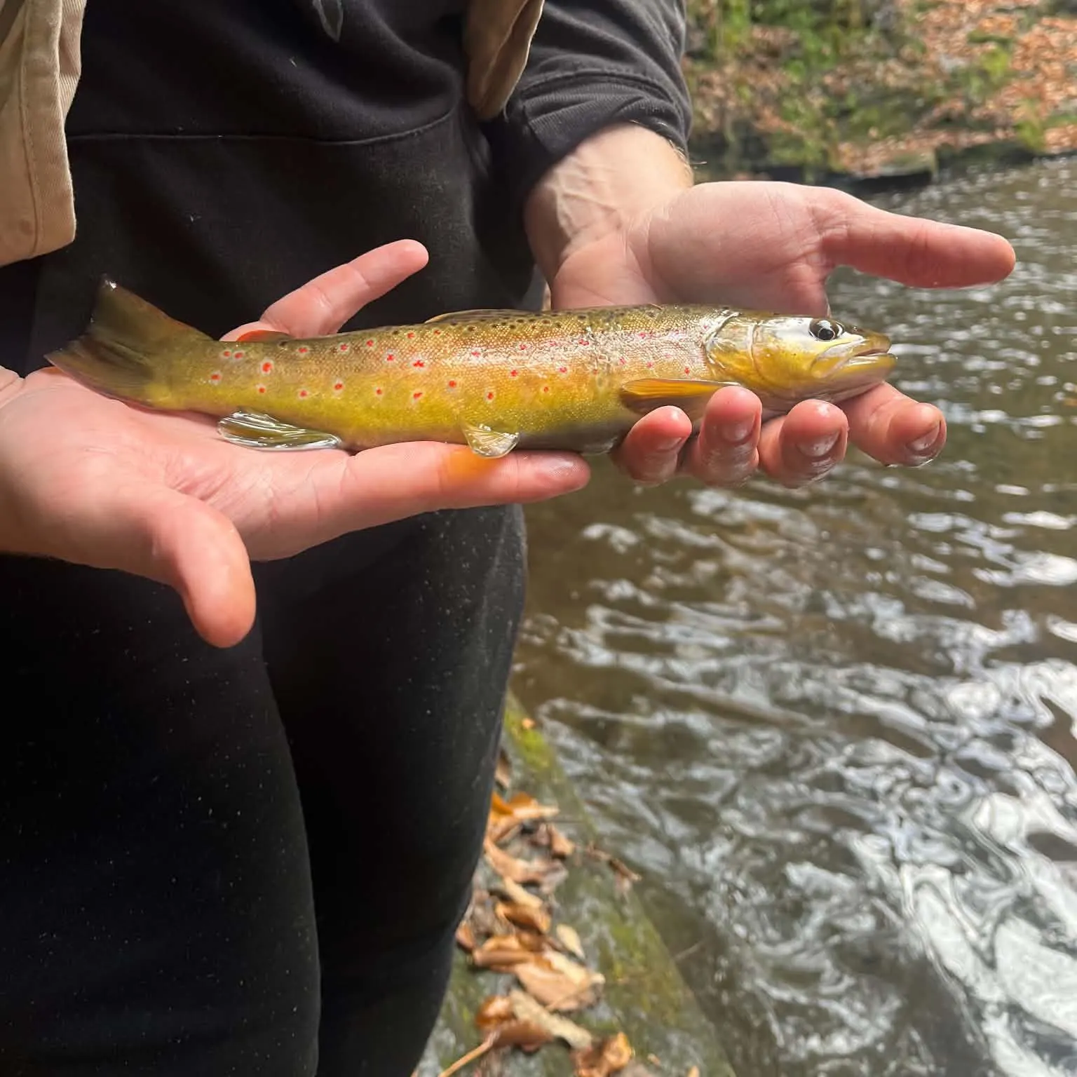 Brown trout caught on Fishbrain