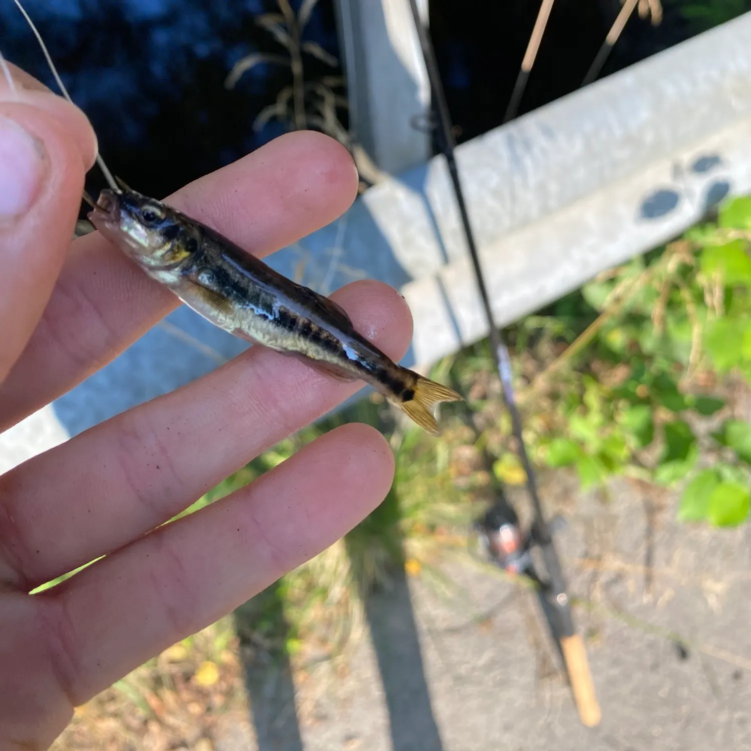 The most recent Eurasian minnow catches on Fishbrain