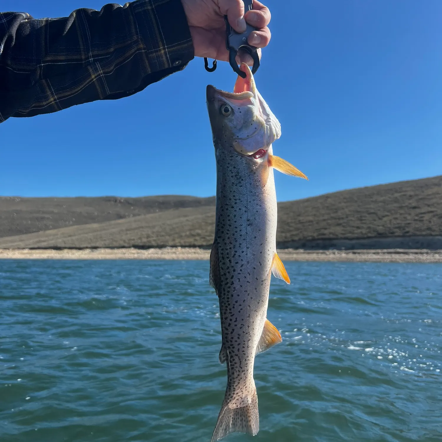 The most recent Bear Lake cutthroat trout catches on Fishbrain